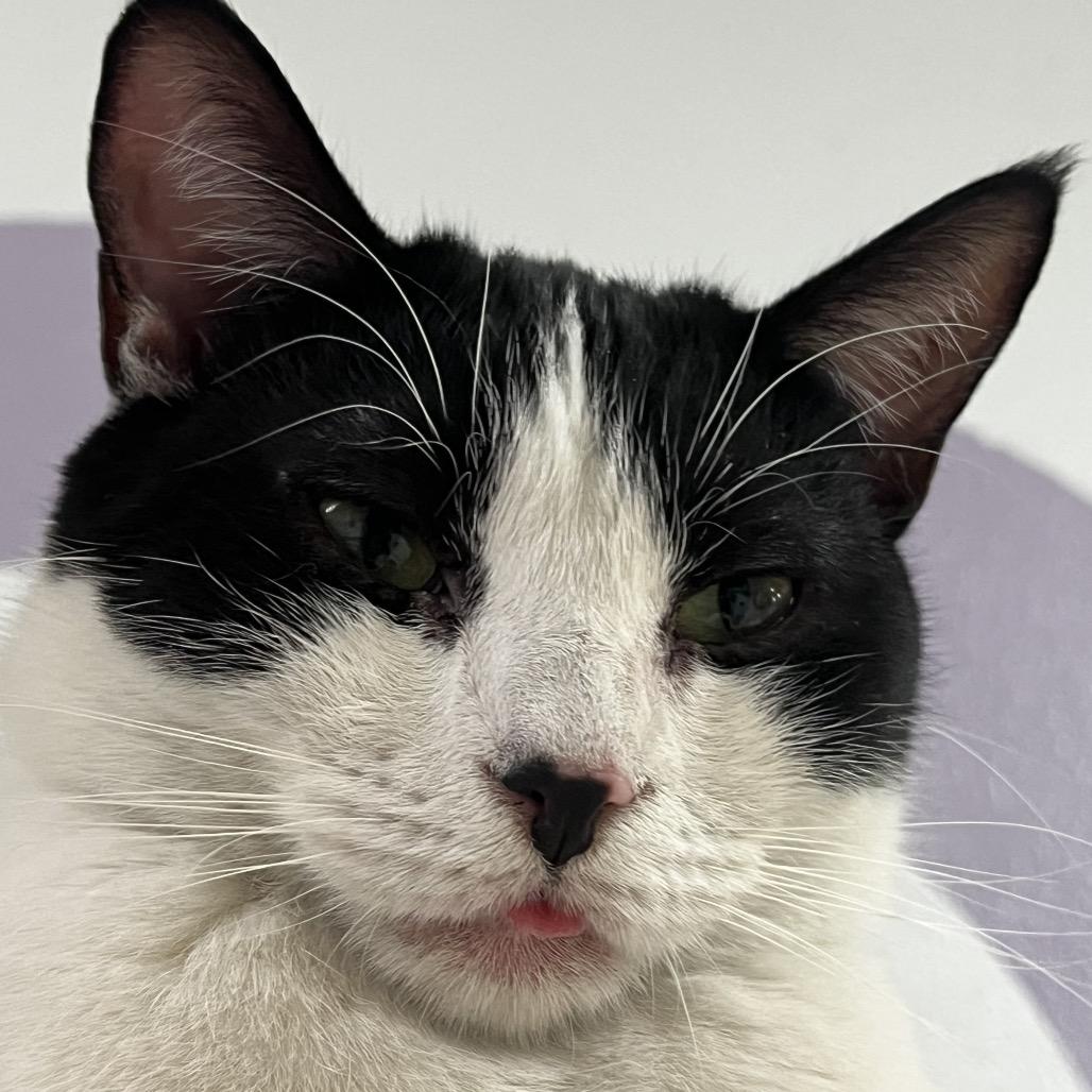 Enlarge Amy, a Adoptable Domestic Short Hair in Yucca Valley, CA image 5/6