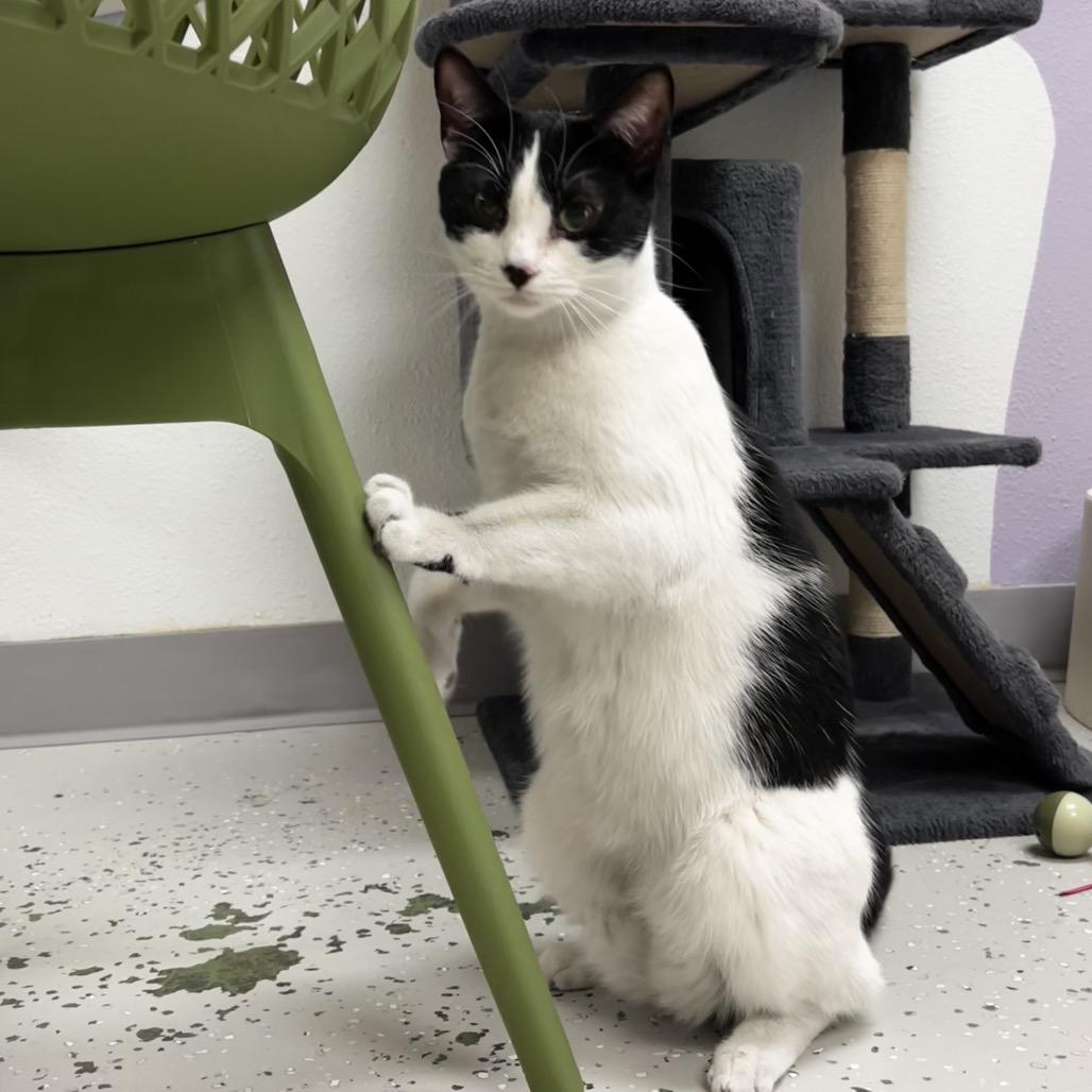Enlarge Amy, a Adoptable Domestic Short Hair in Yucca Valley, CA image 6/6