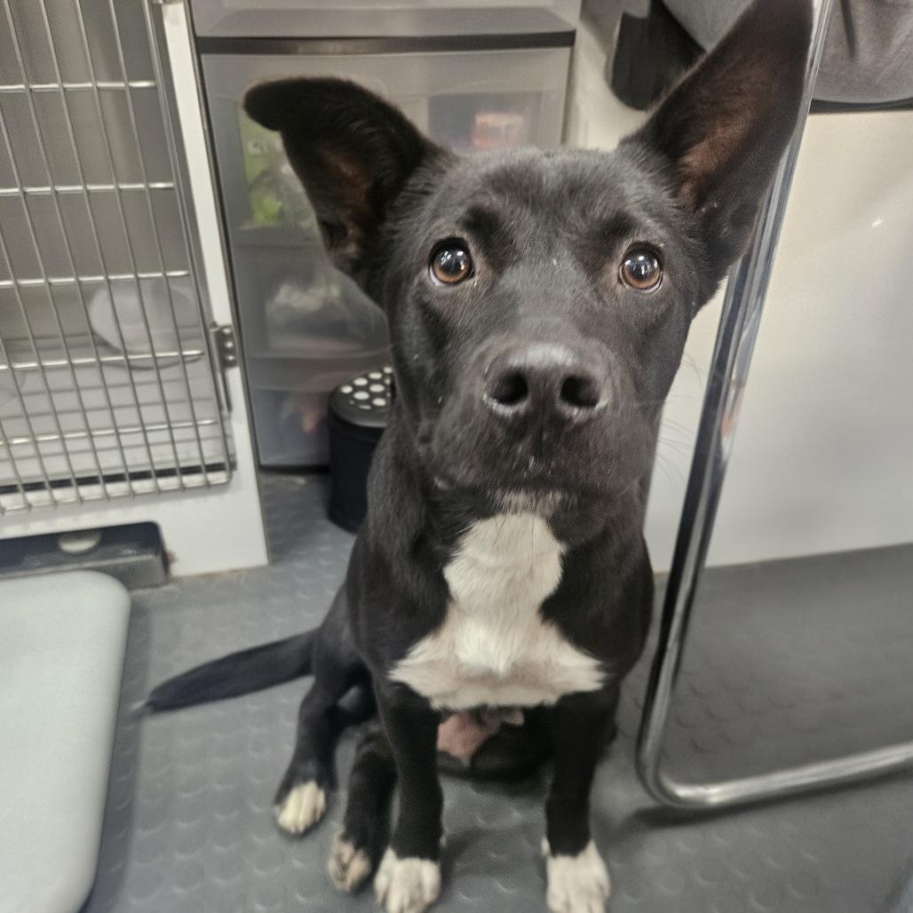 Bea, an adopted mixed breed in CORPUS CHRISTI, TX image 4/4