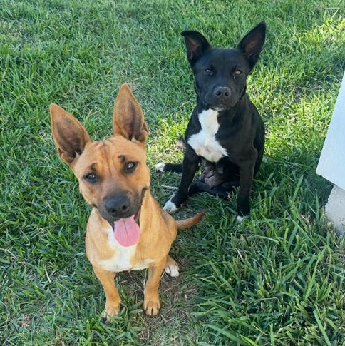 Bea, an adopted mixed breed in CORPUS CHRISTI, TX image 3/4