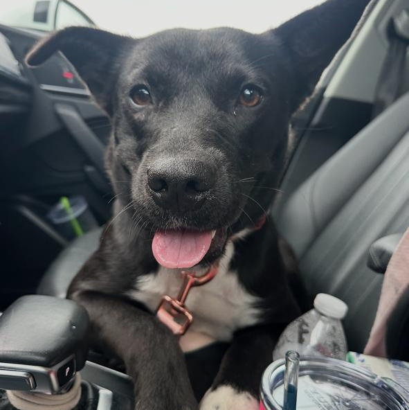 Bea, an adopted mixed breed in CORPUS CHRISTI, TX image 2/4
