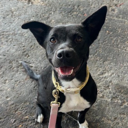 Bea, an adopted mixed breed in CORPUS CHRISTI, TX image 1/4