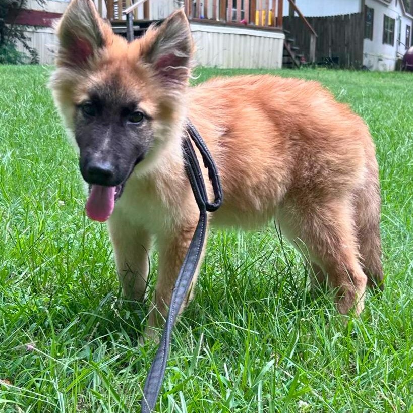 Bo is pending! photo 1