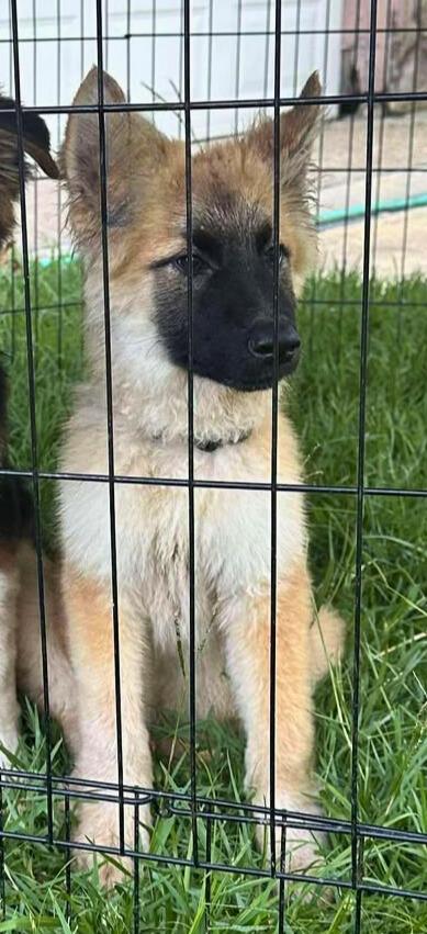 Bo is pending! photo 4
