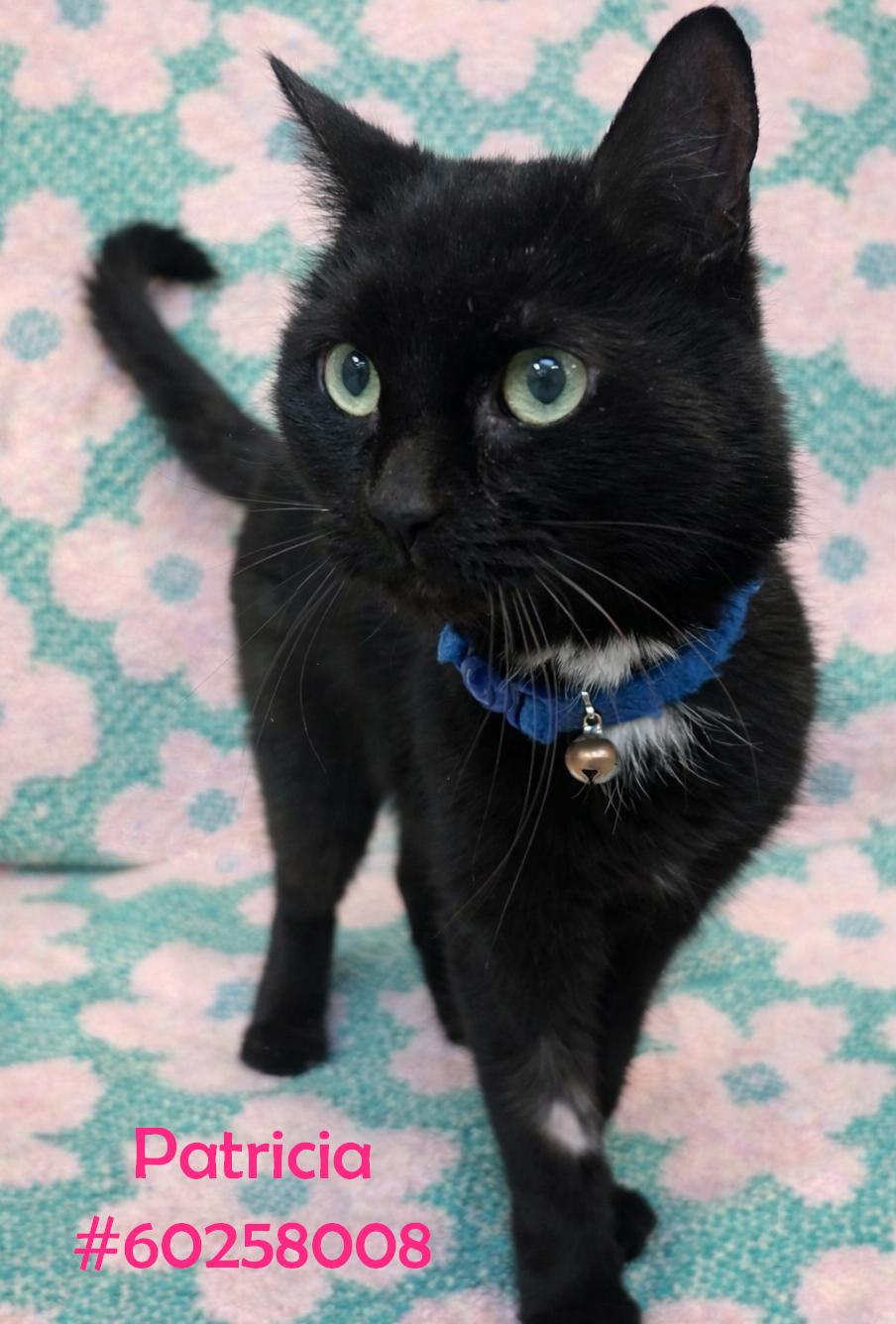 Patricia , adopted, Adult Female Domestic Short Hair.