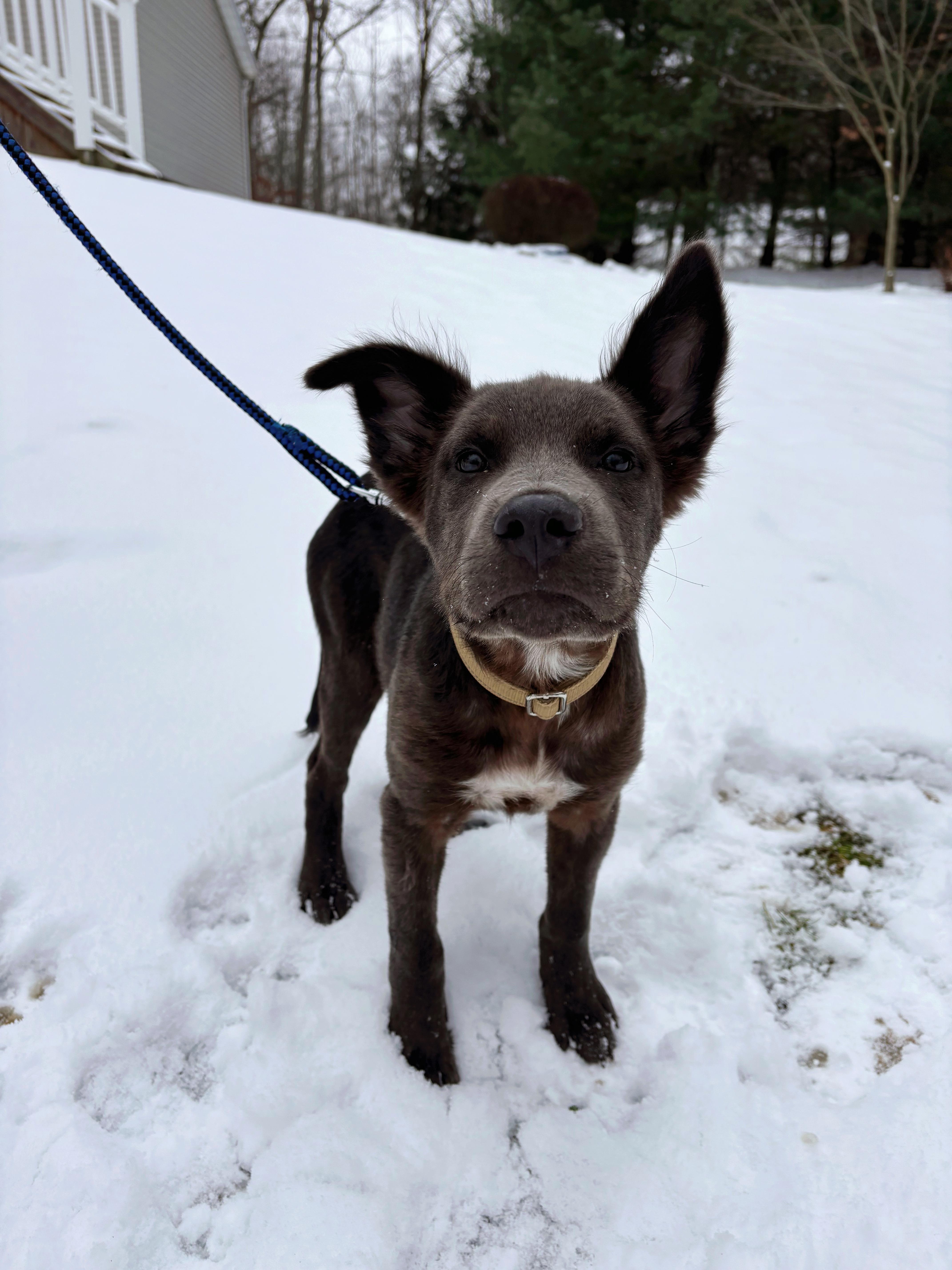 Enlarge Blitzen, a Adoptable Mixed Breed in Seville, OH image 2/6