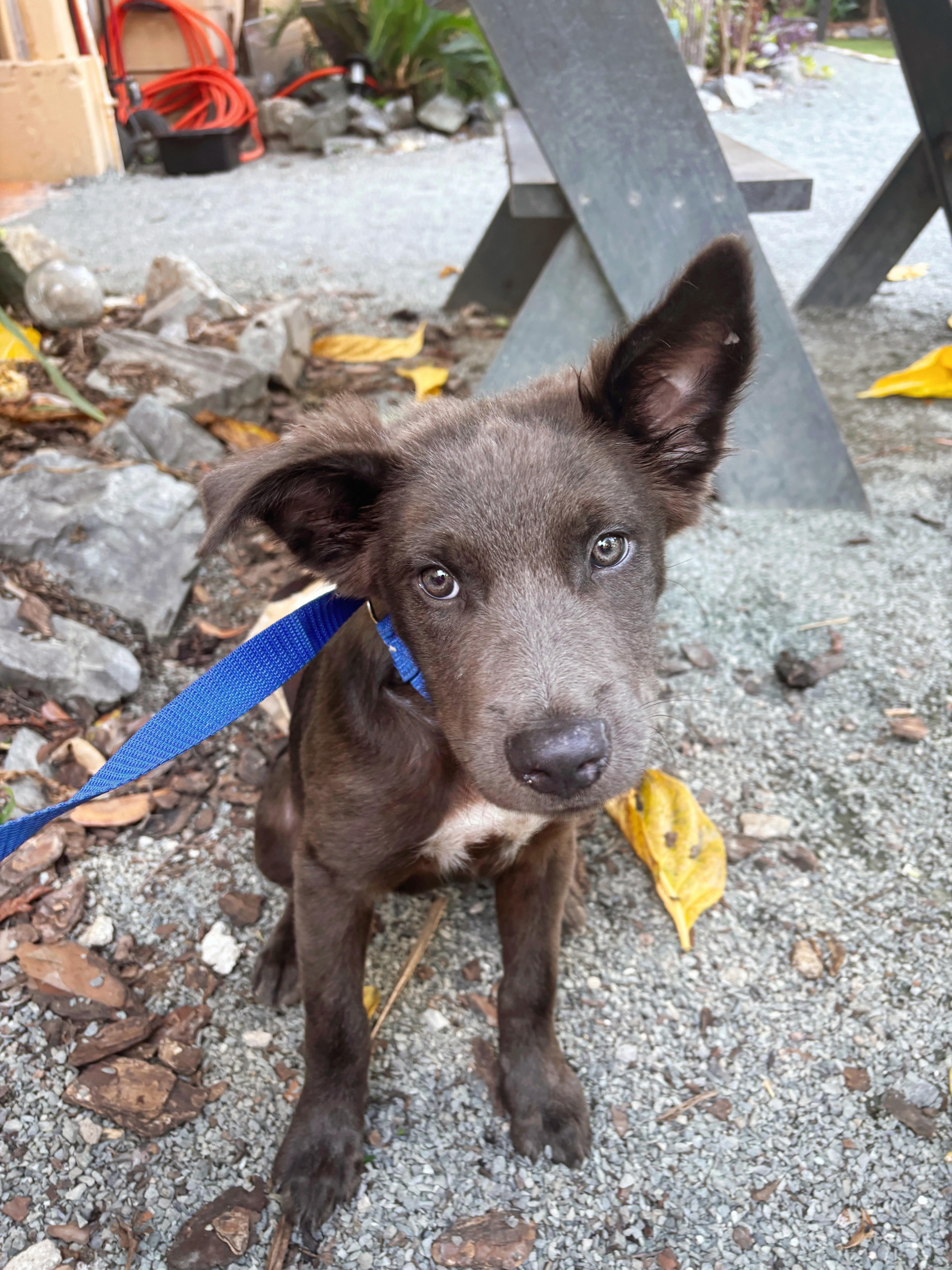 Blitzen, Adoptable, Young Male Mixed Breed.