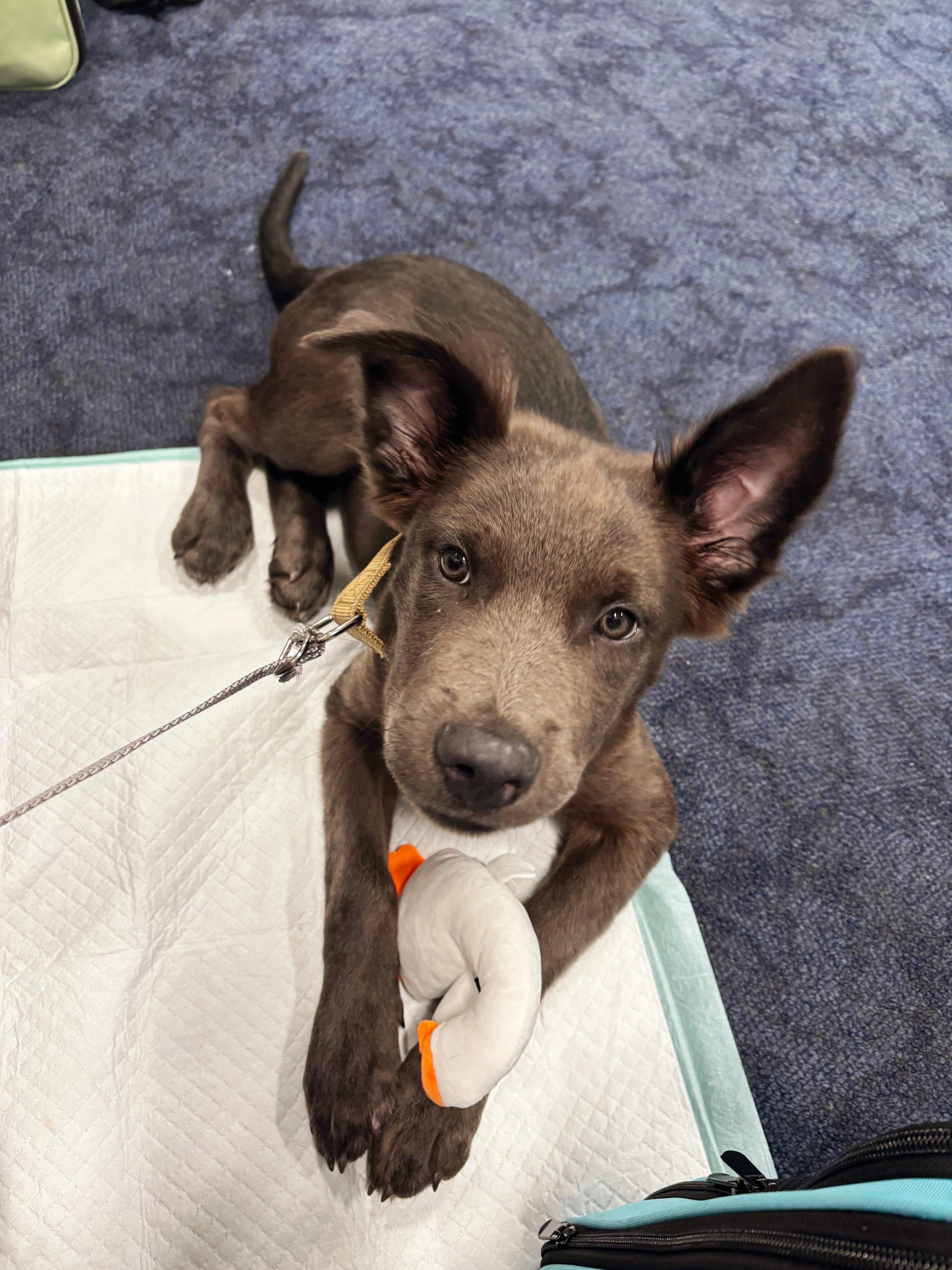 Enlarge Blitzen, a Adoptable Mixed Breed in Seville, OH image 3/6