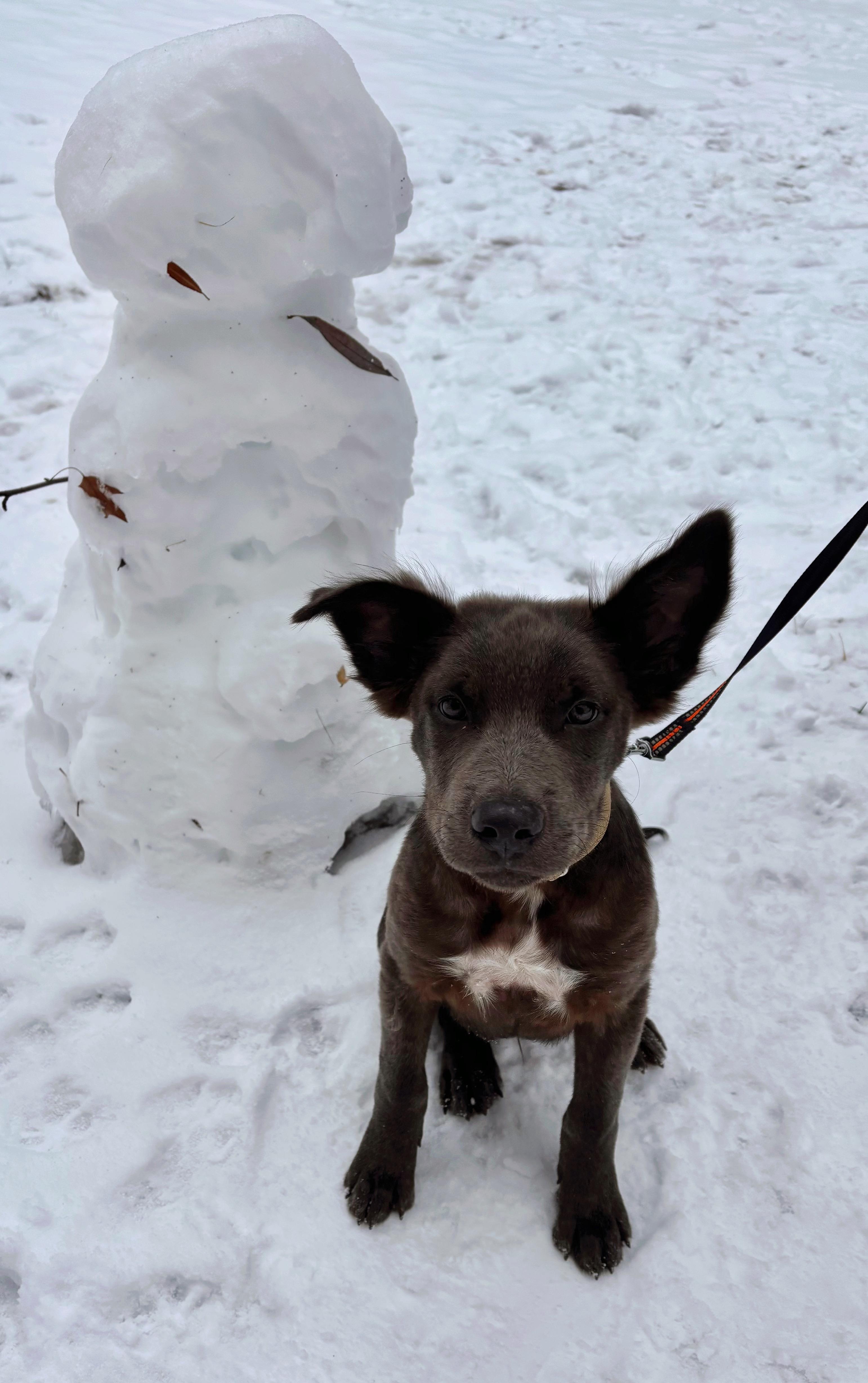 Enlarge Blitzen, a Adoptable Mixed Breed in Seville, OH image 4/6