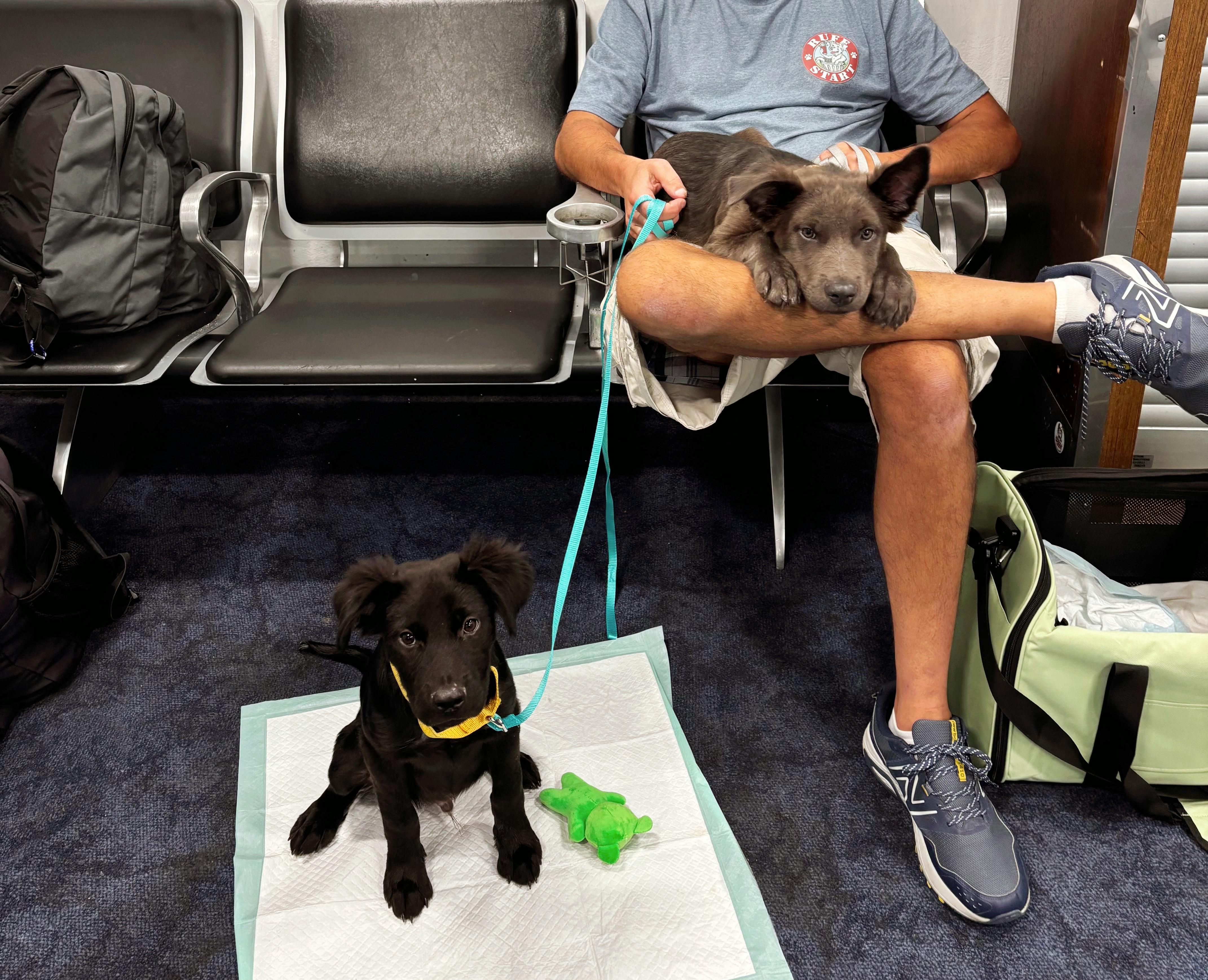 Enlarge Blitzen, a Adoptable Mixed Breed in Seville, OH image 5/6