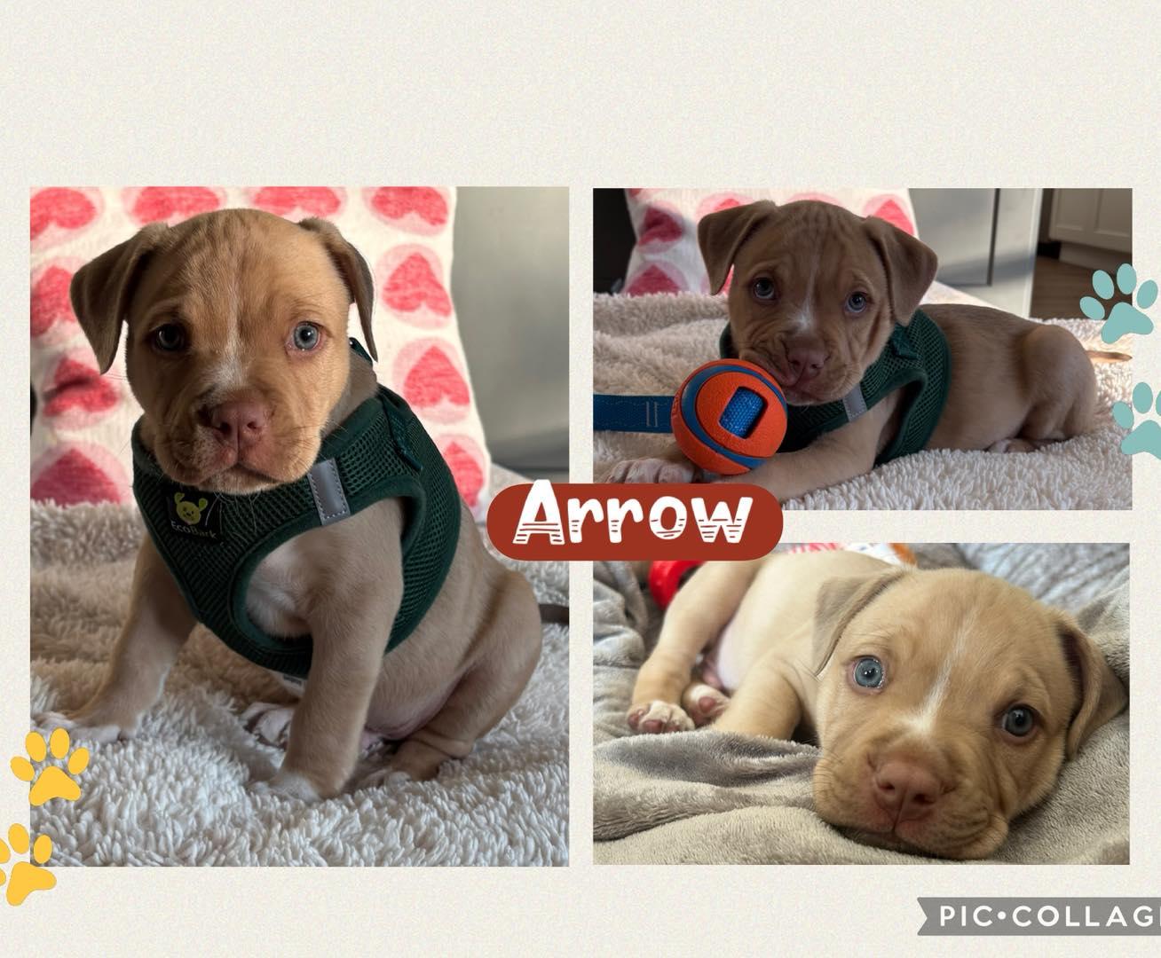 Arrow, adopted, Puppy Male Terrier.