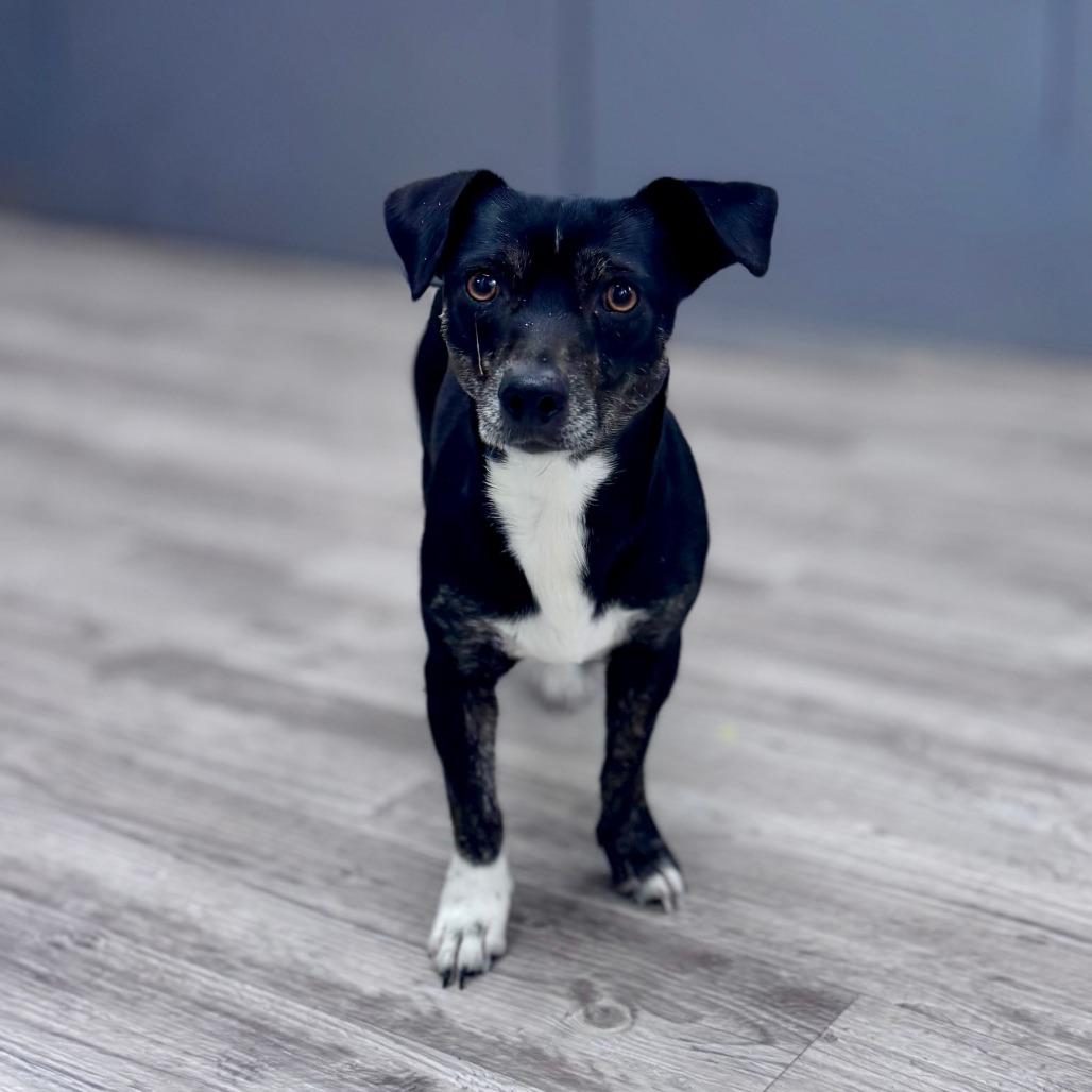 Katie B, Adoptable, Adult Female Chihuahua & Dachshund.