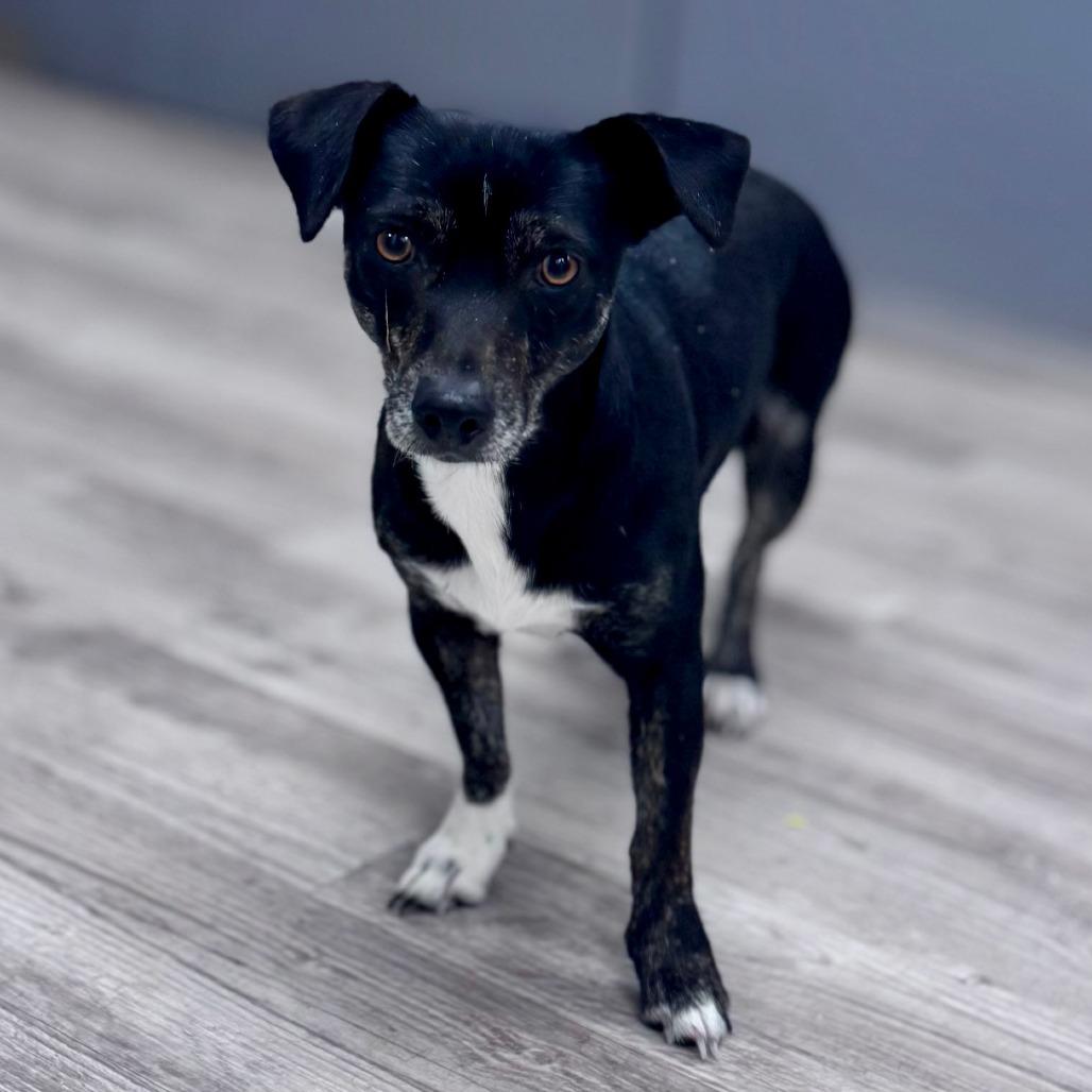 Katie B, a Adoptable mixed breed in Green Bay, WI image 2/5
