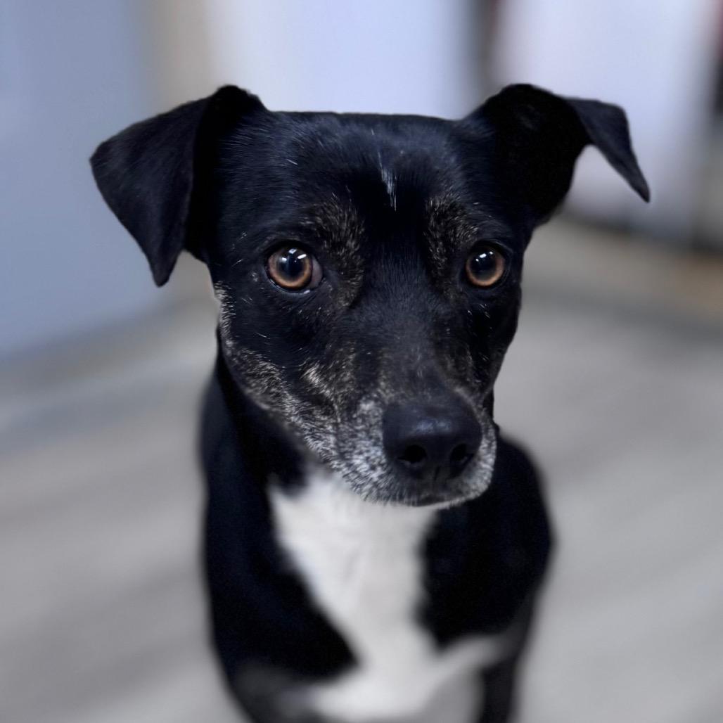 Katie B, a Adoptable mixed breed in Green Bay, WI image 3/5