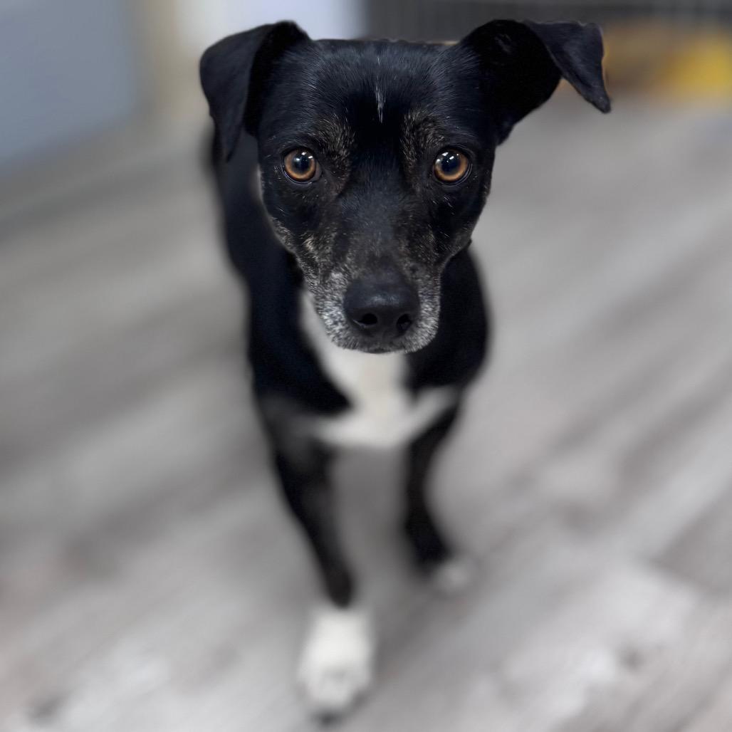 Katie B, a Adoptable mixed breed in Green Bay, WI image 4/5