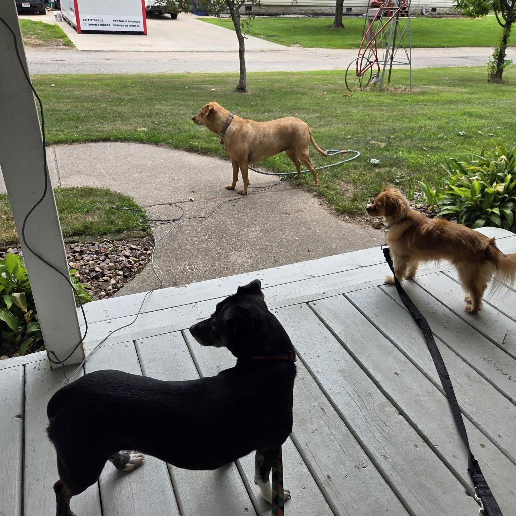 Katie B, a Adoptable mixed breed in Green Bay, WI image 5/5