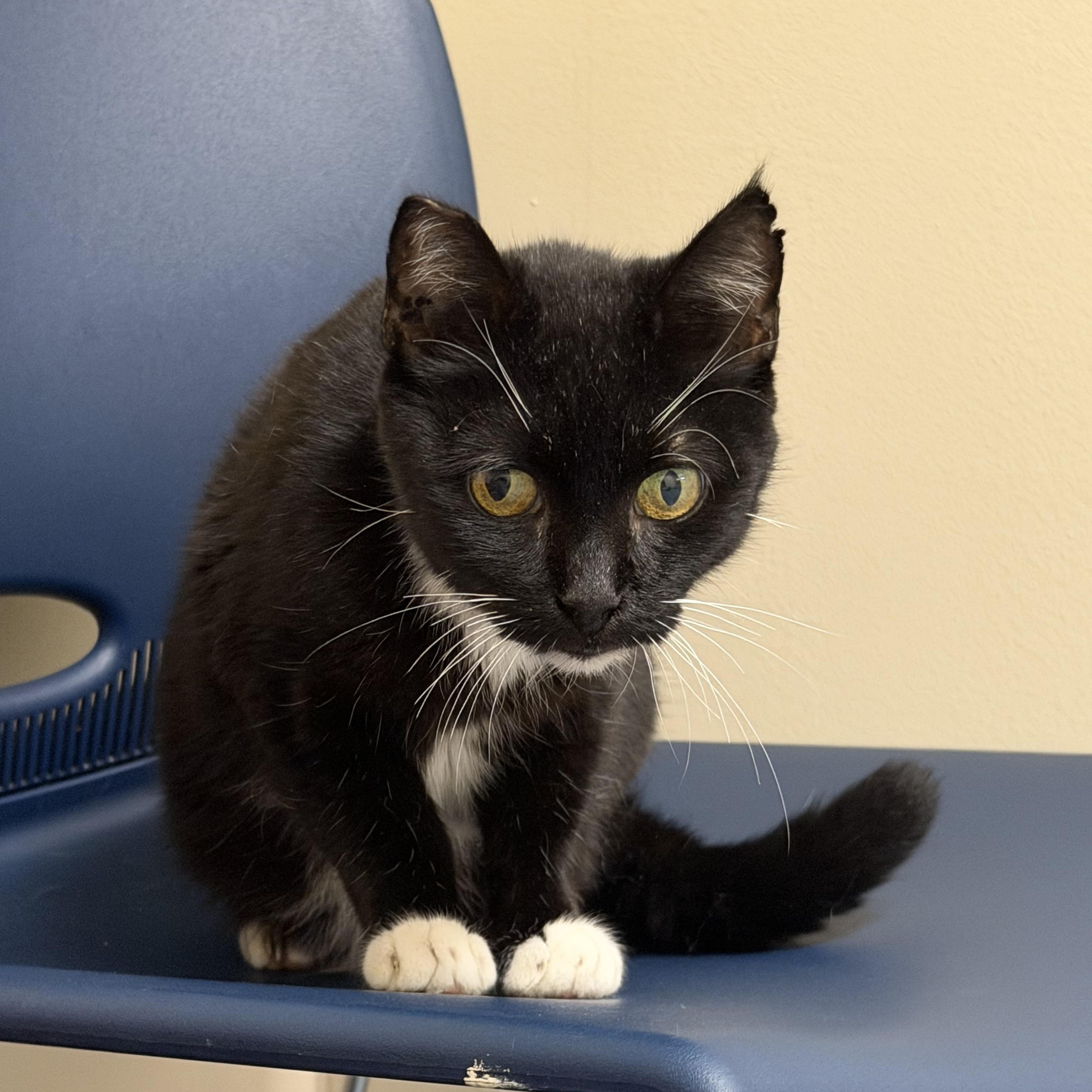 Magpie, ADOPTABLE, Senior Female Domestic Short Hair.