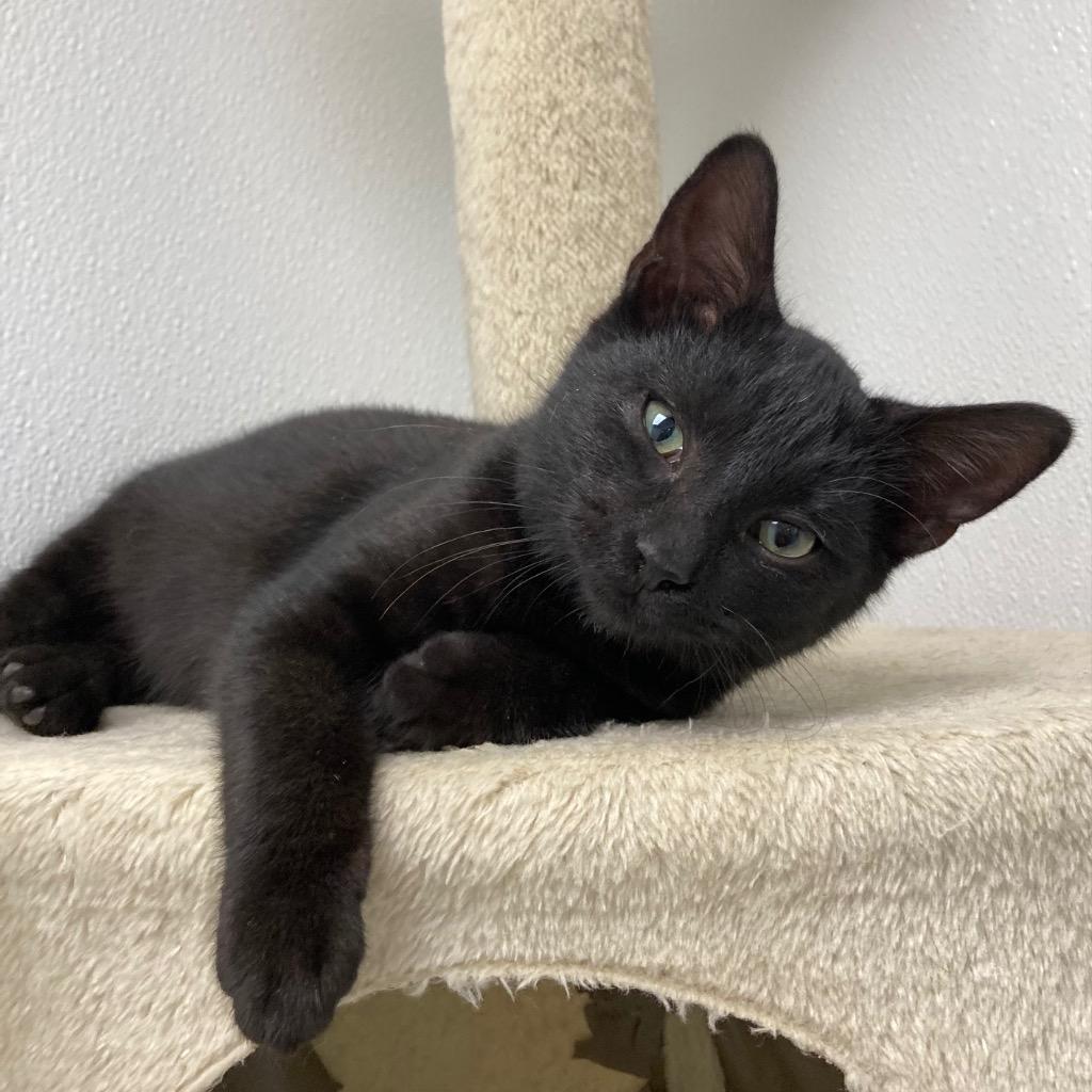 Enlarge Wall-E, a Adoptable mixed breed in New Kensington, PA image 1/2