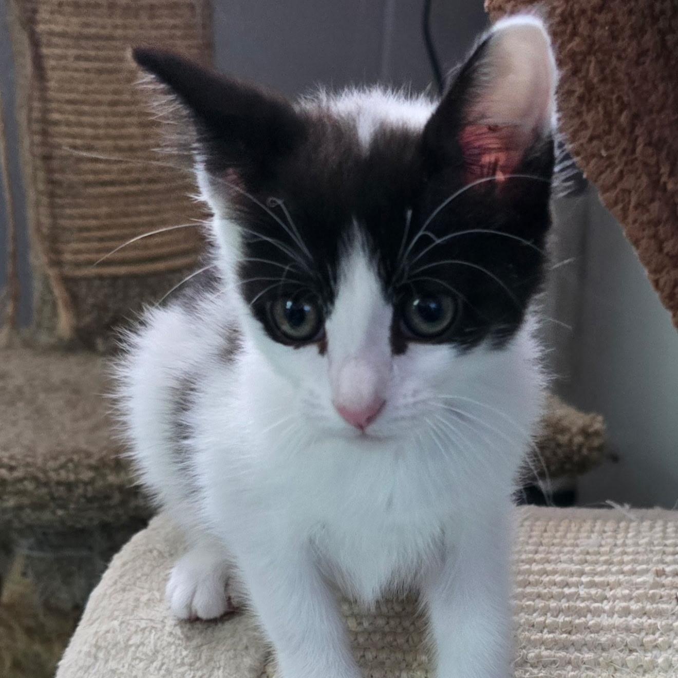 Enlarge Pom Pom, an adopted American Shorthair in North Kingstown, RI image 5/5