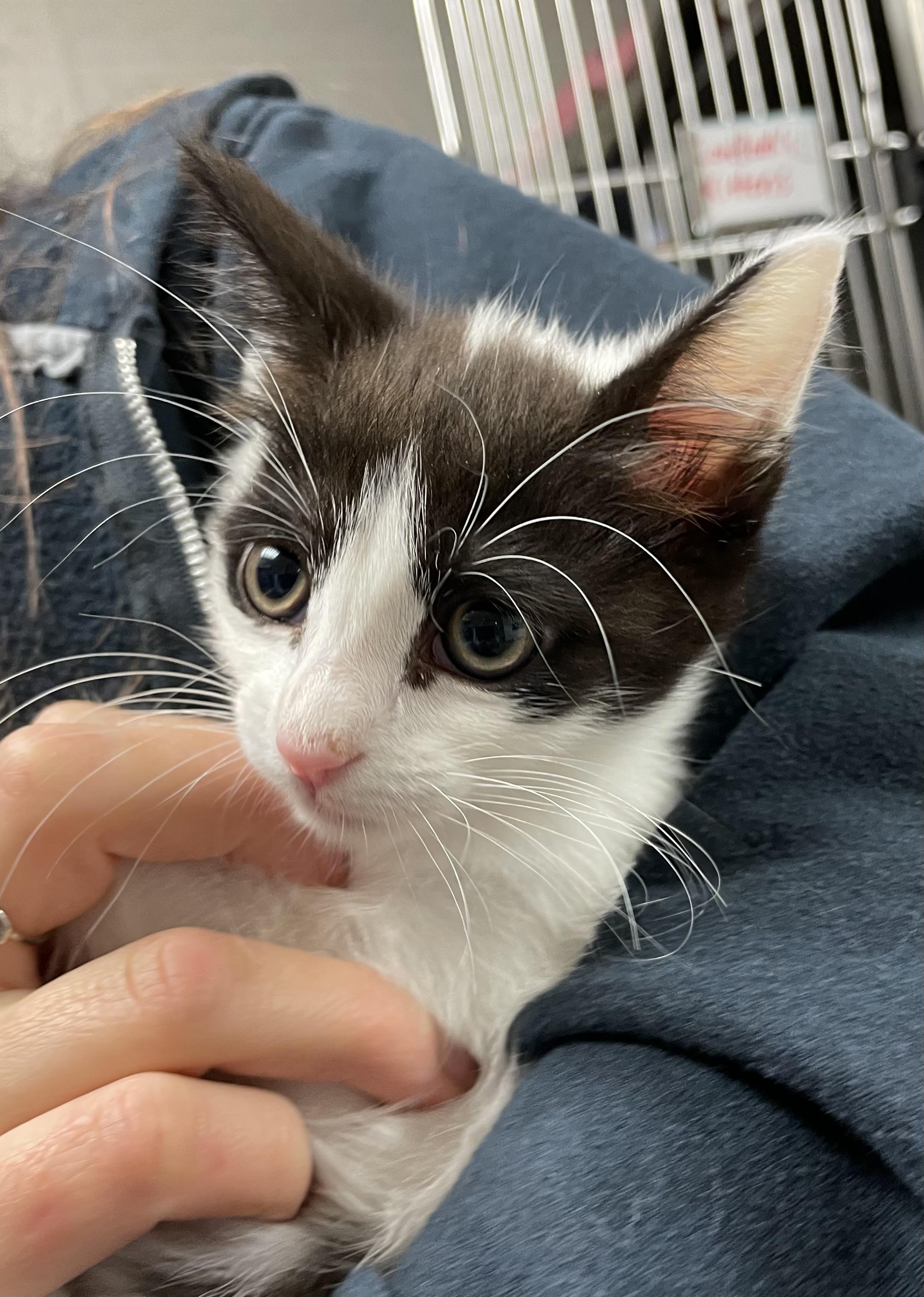 Enlarge Pom Pom, an adopted American Shorthair in North Kingstown, RI image 1/5