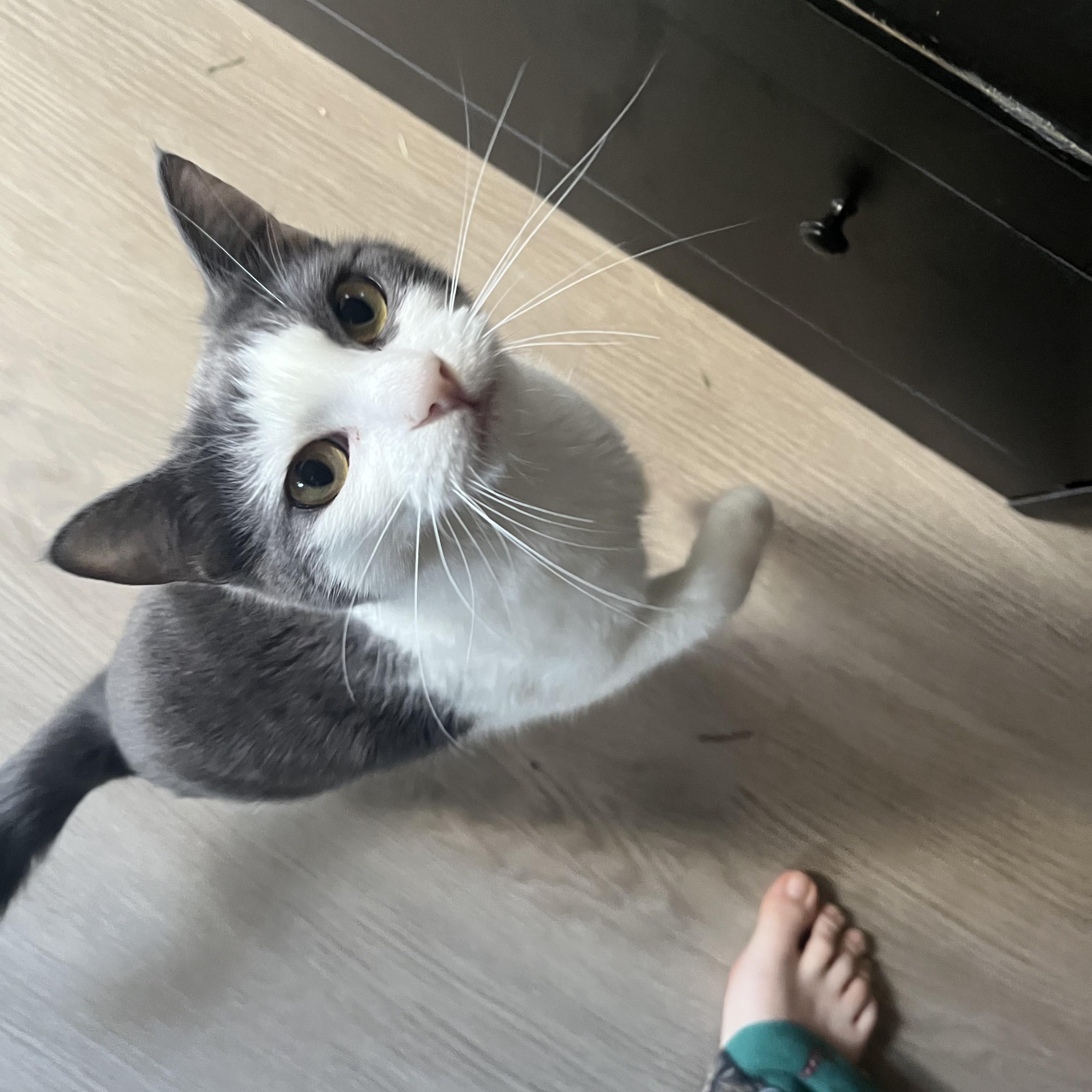 Enlarge Meg , a Adoptable mixed breed in Tracy, CA image 3/4