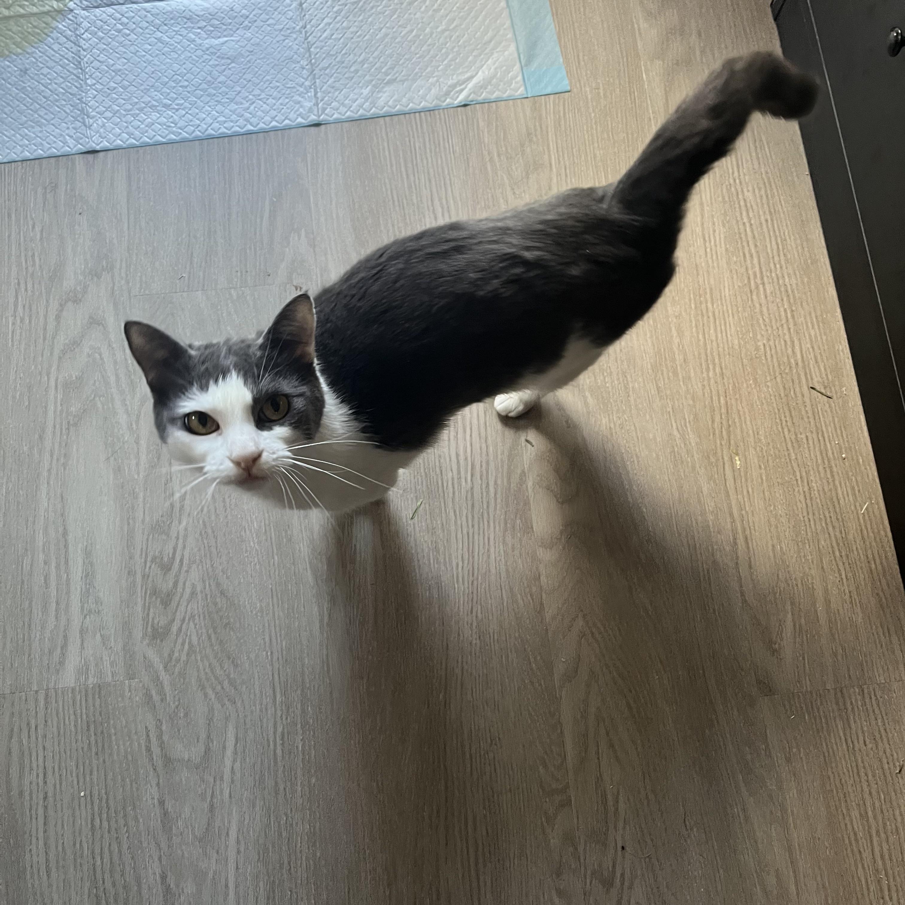 Enlarge Meg , a Adoptable mixed breed in Tracy, CA image 2/4