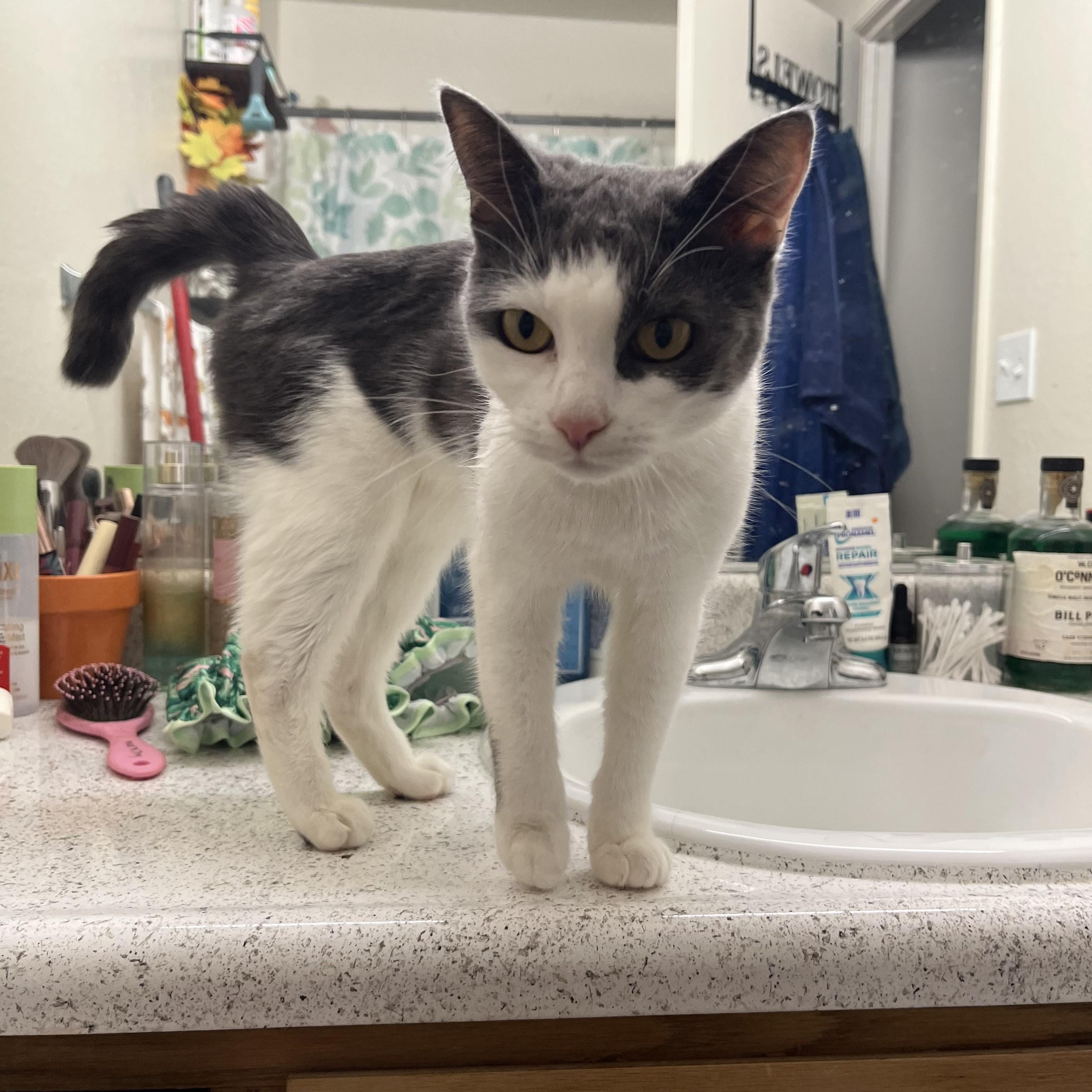 Meg , Adoptable, Young Female Domestic Short Hair.