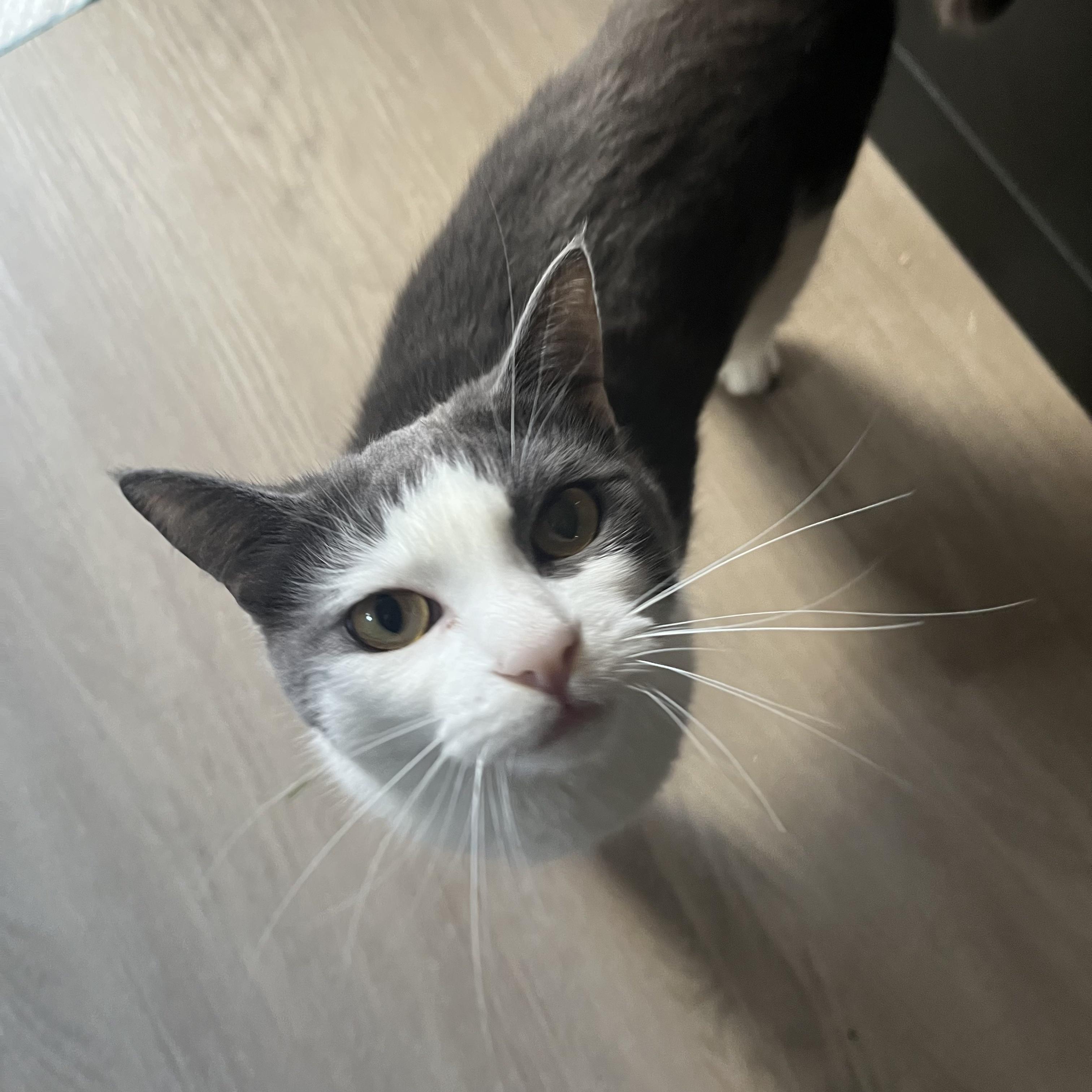 Enlarge Meg , a Adoptable mixed breed in Tracy, CA image 4/4