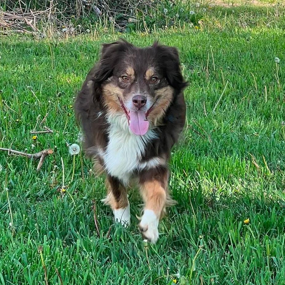 Ranger, Adoptable, Adult Male Australian Shepherd.