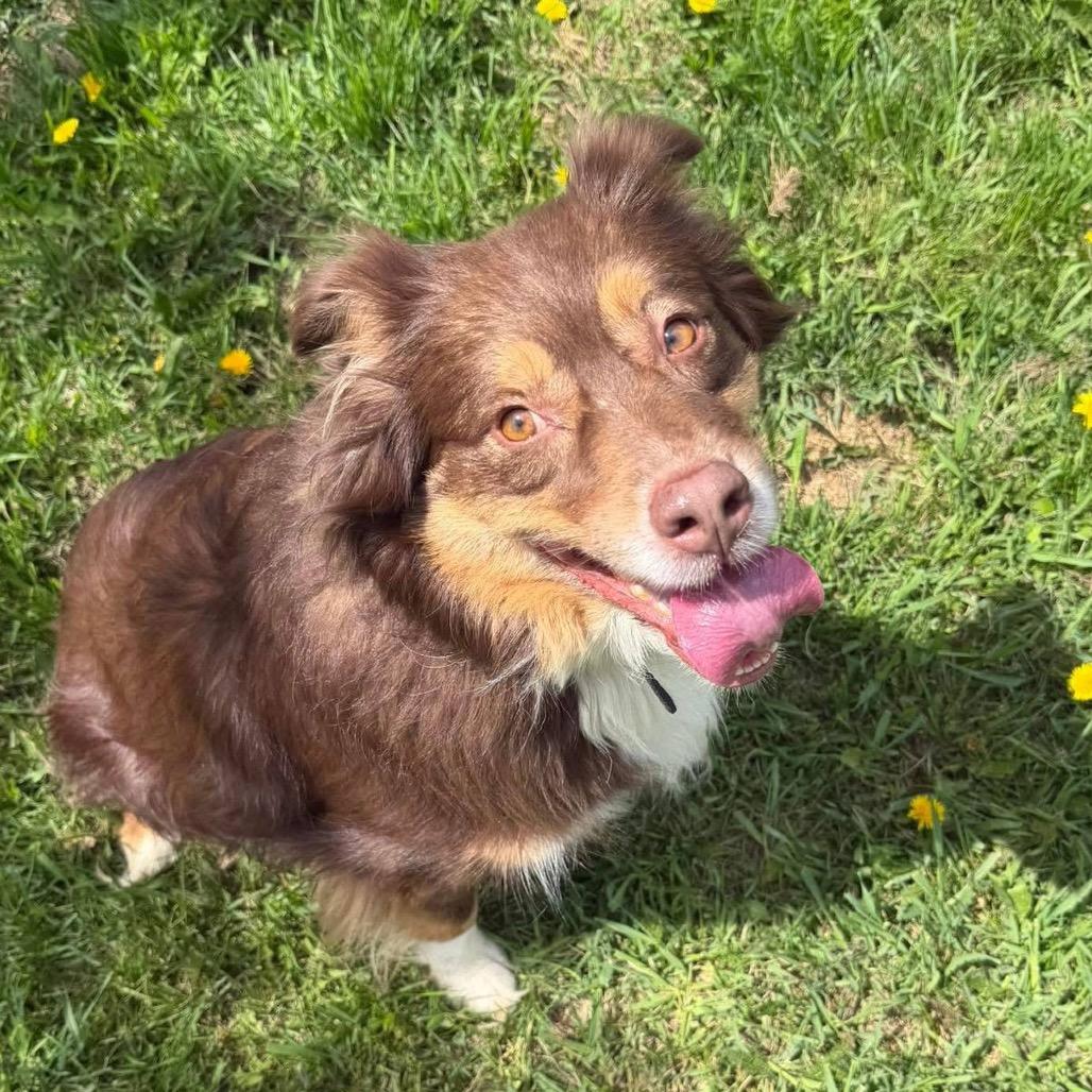 Ranger, a Adoptable Australian Shepherd in Brainerd, MN image 4/4