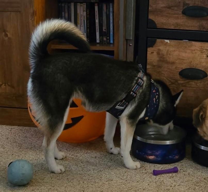 Enlarge Peach, a Adopted mixed breed in North Olmsted, OH image 4/4