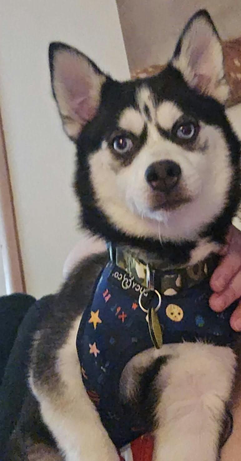 Peach, Adopted, Young Female Pomsky & Pomeranian.