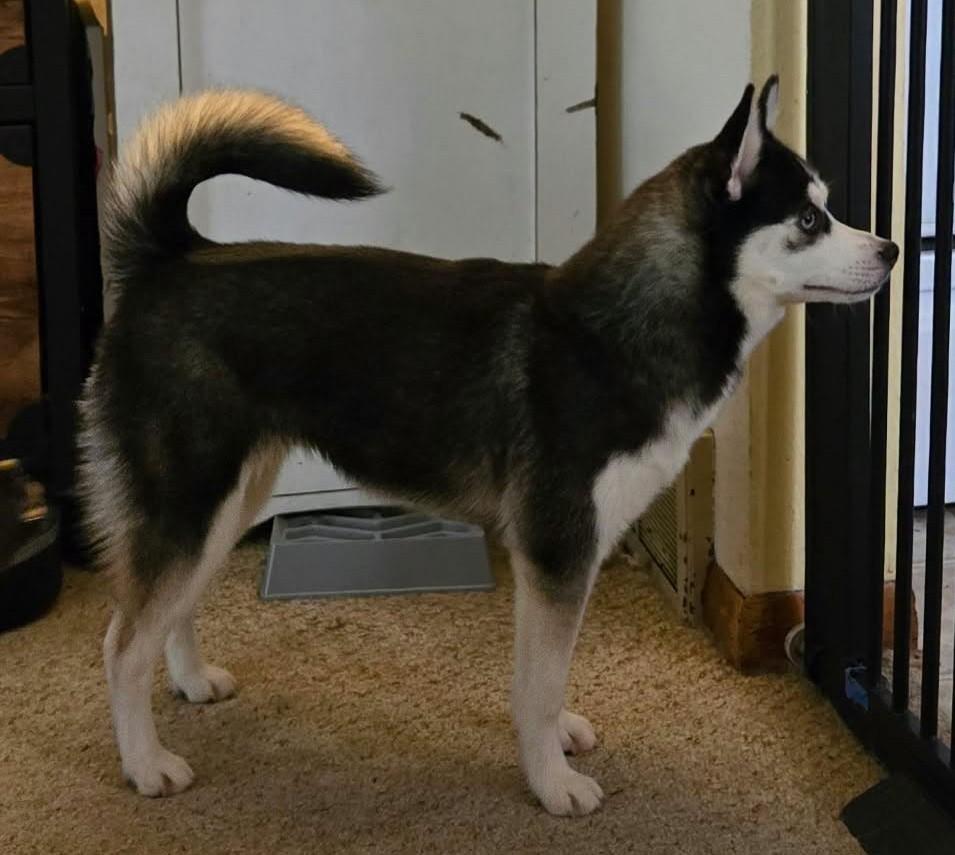 Enlarge Peach, a Adopted mixed breed in North Olmsted, OH image 2/4