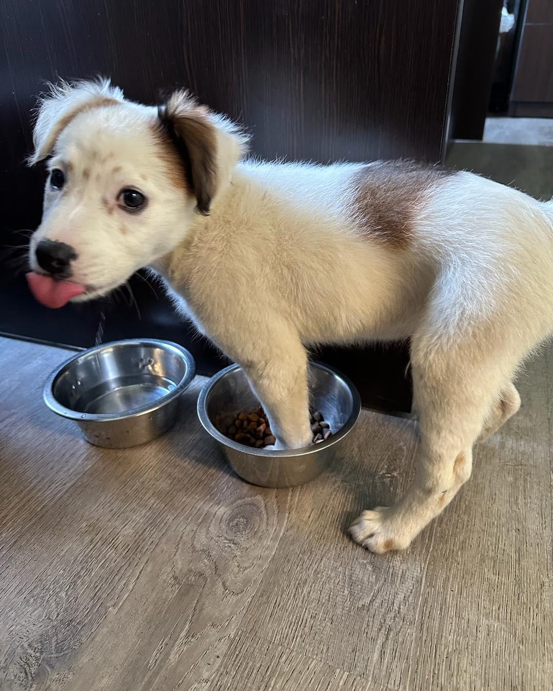 Blitz, an adopted mixed breed in Crescent city, CA image 1/4