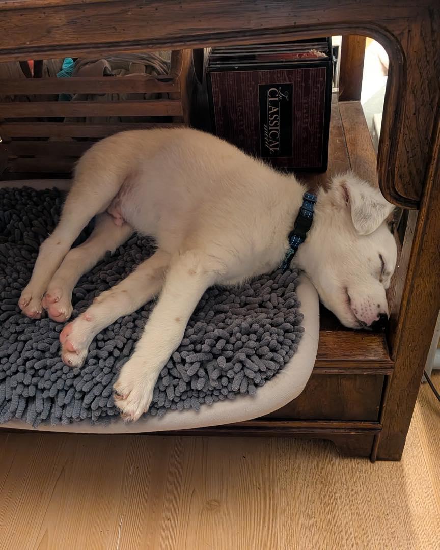 Blitz, an adopted mixed breed in Crescent city, CA image 3/4