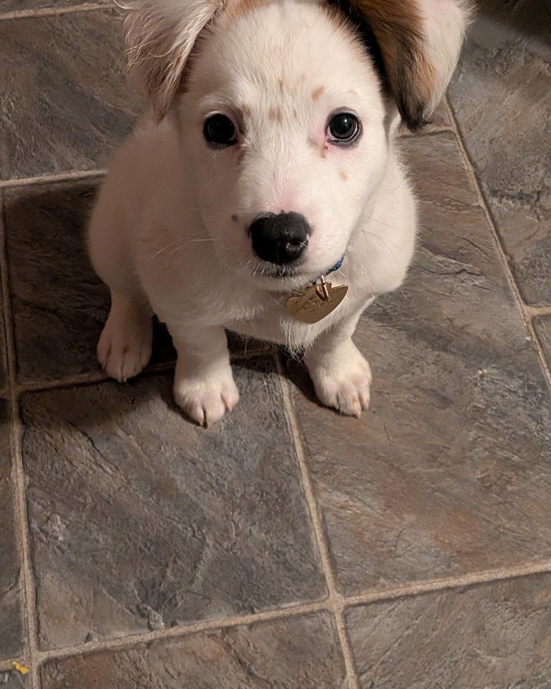 Blitz, an adopted mixed breed in Crescent city, CA image 2/4