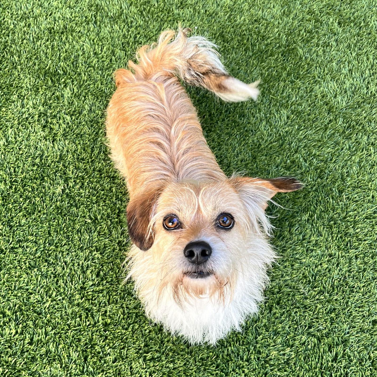 Enlarge Archie, a Adopted Terrier in Burlingame, CA image 2/2