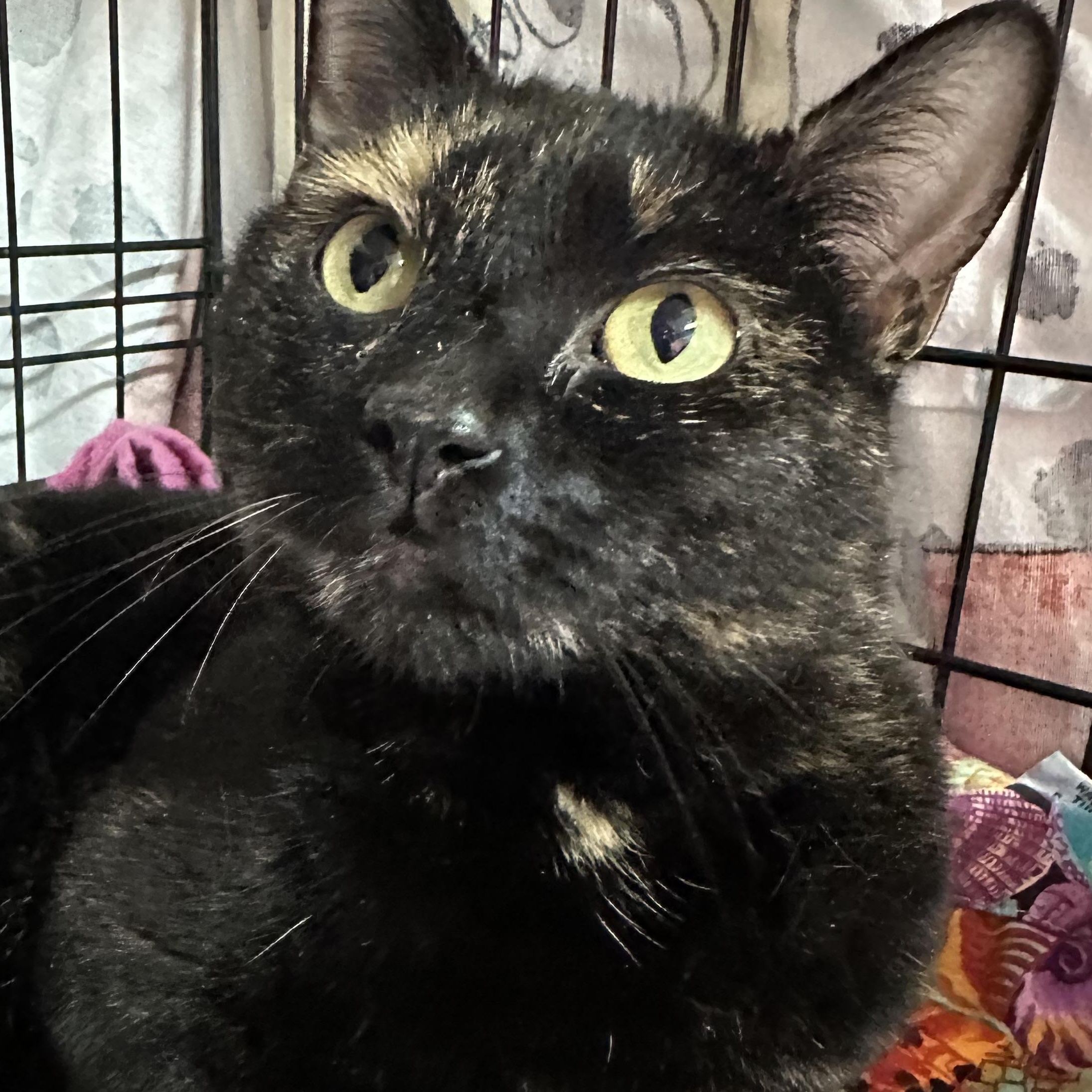 Enlarge  Sienna , an adopted Tortoiseshell in Clifton, NJ image 1/5