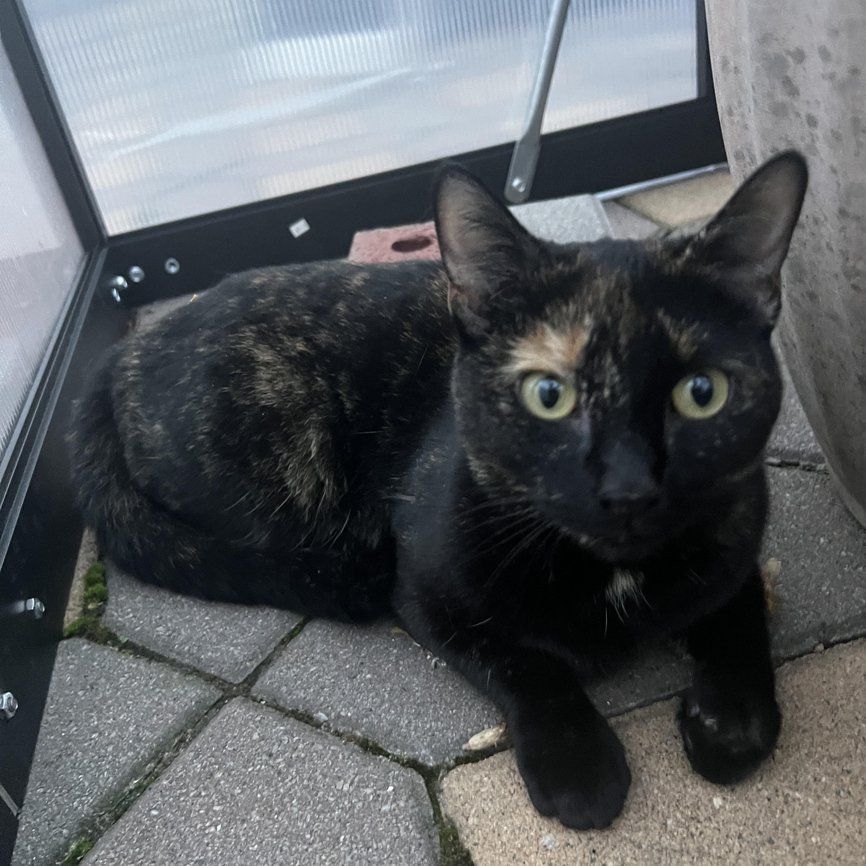 Enlarge  Sienna , an adopted Tortoiseshell in Clifton, NJ image 2/5