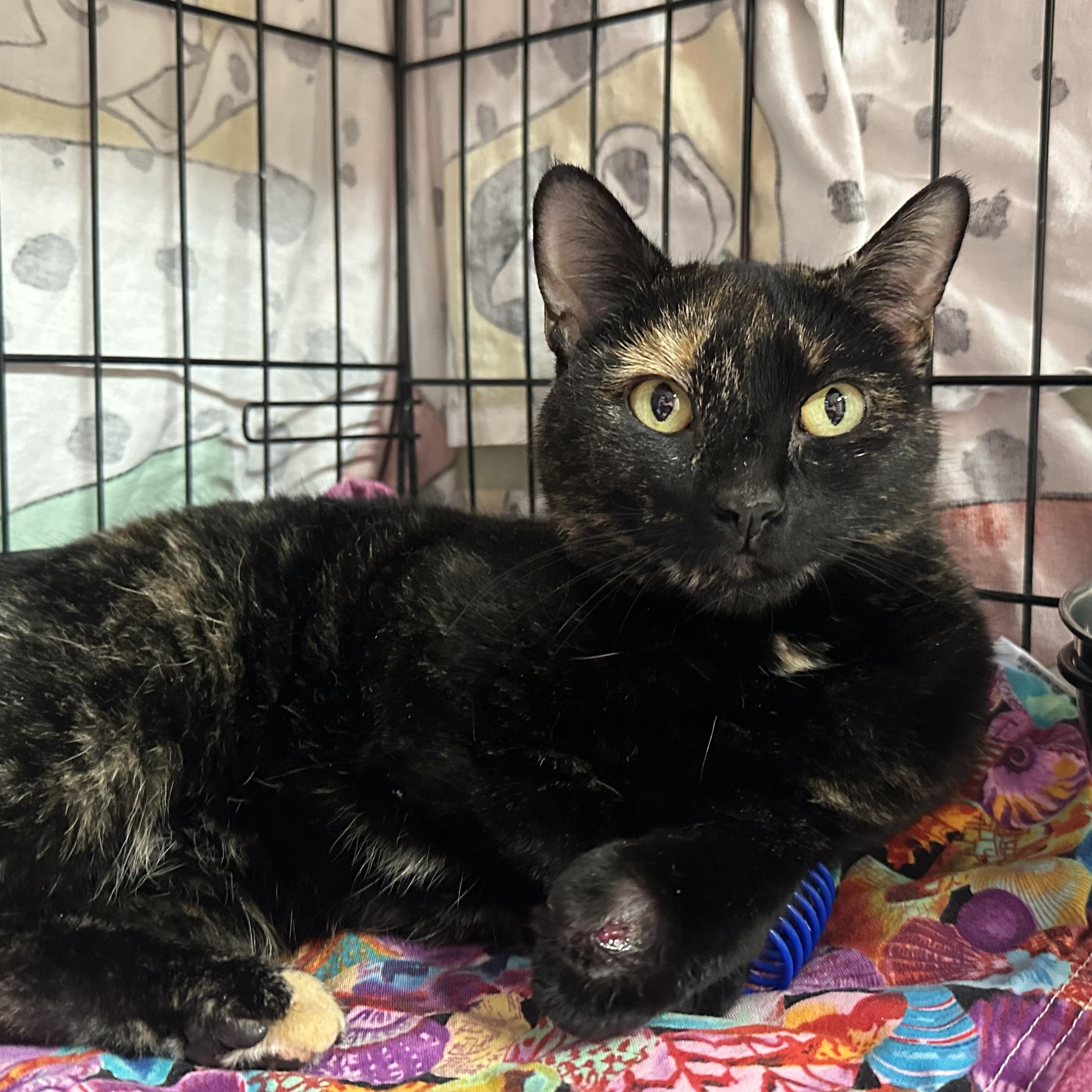 Enlarge  Sienna , an adopted Tortoiseshell in Clifton, NJ image 5/5