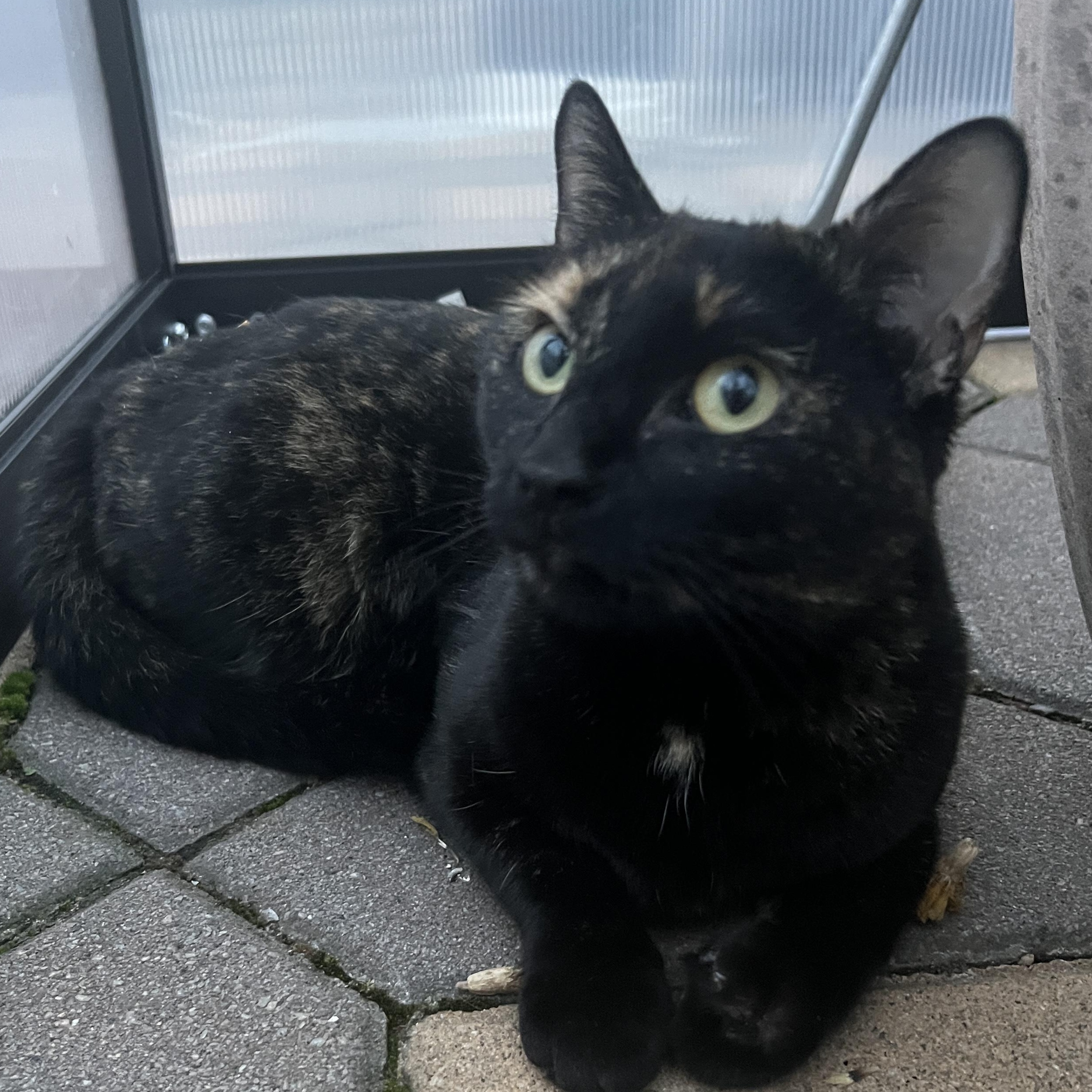 Enlarge  Sienna , an adopted Tortoiseshell in Clifton, NJ image 3/5