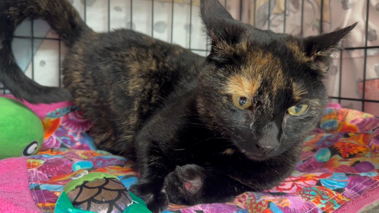 Enlarge  Sienna , an adopted Tortoiseshell in Clifton, NJ video 4/5
