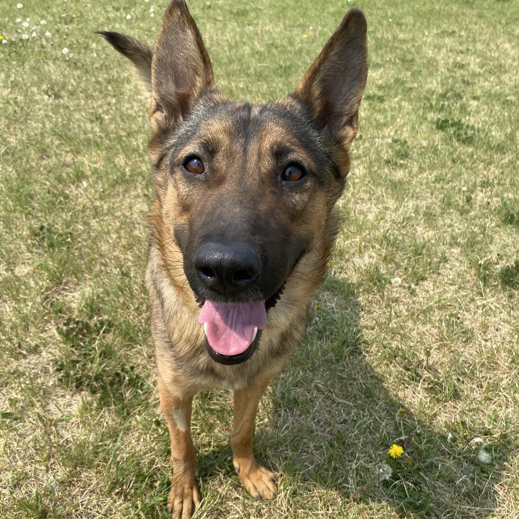 sasha, an adoptable German Shepherd Dog, Thai Ridgeback in Melfort, SK, S0E 1A0 | Photo Image 1