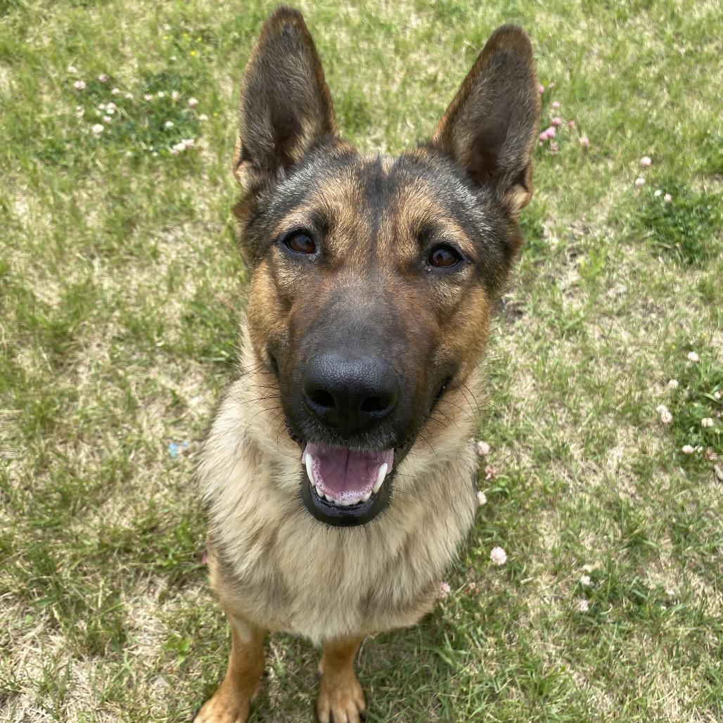 sasha, an adoptable German Shepherd Dog, Thai Ridgeback in Melfort, SK, S0E 1A0 | Photo Image 3