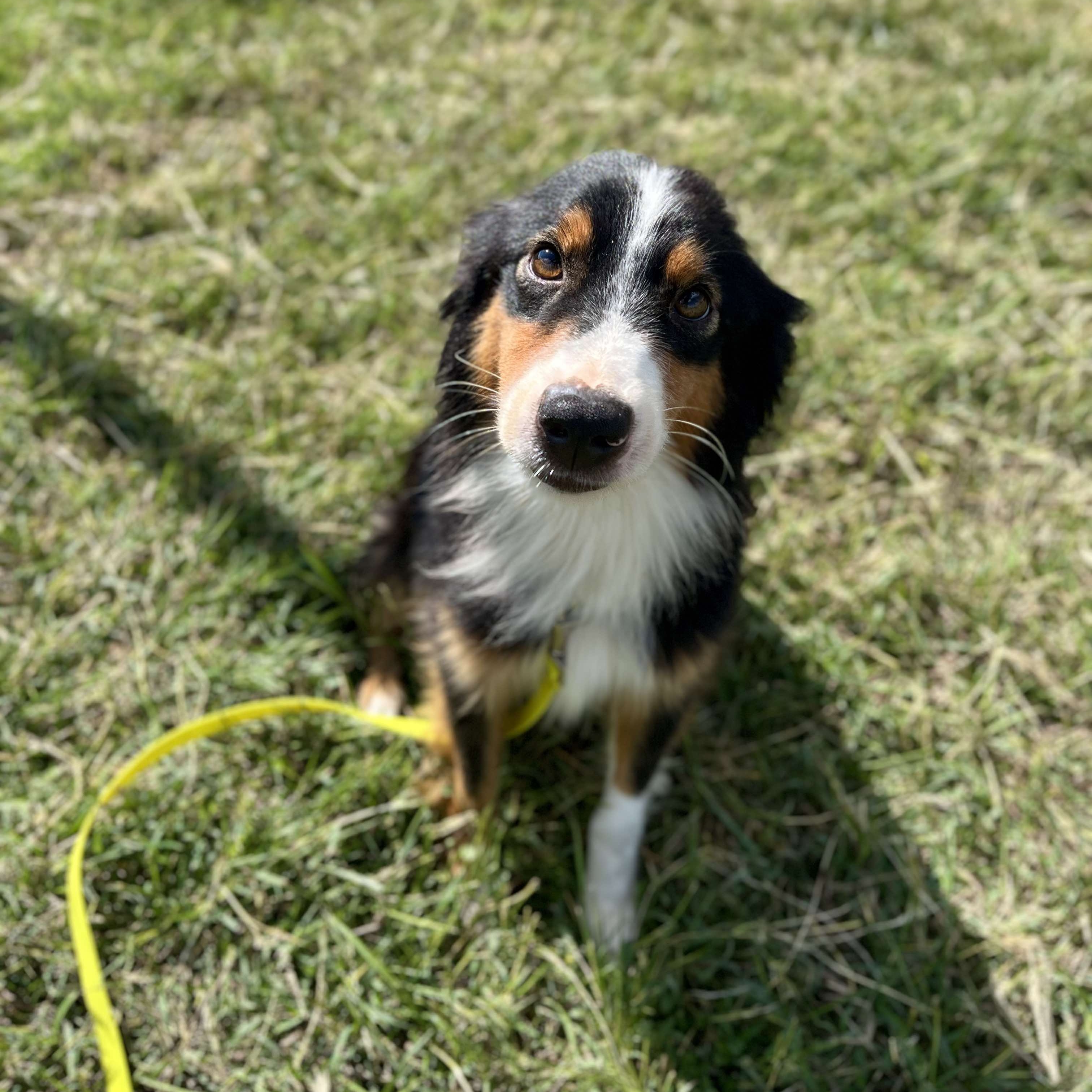 Dog for adoption Tatum, an Australian Shepherd in Albany, NY Petfinder