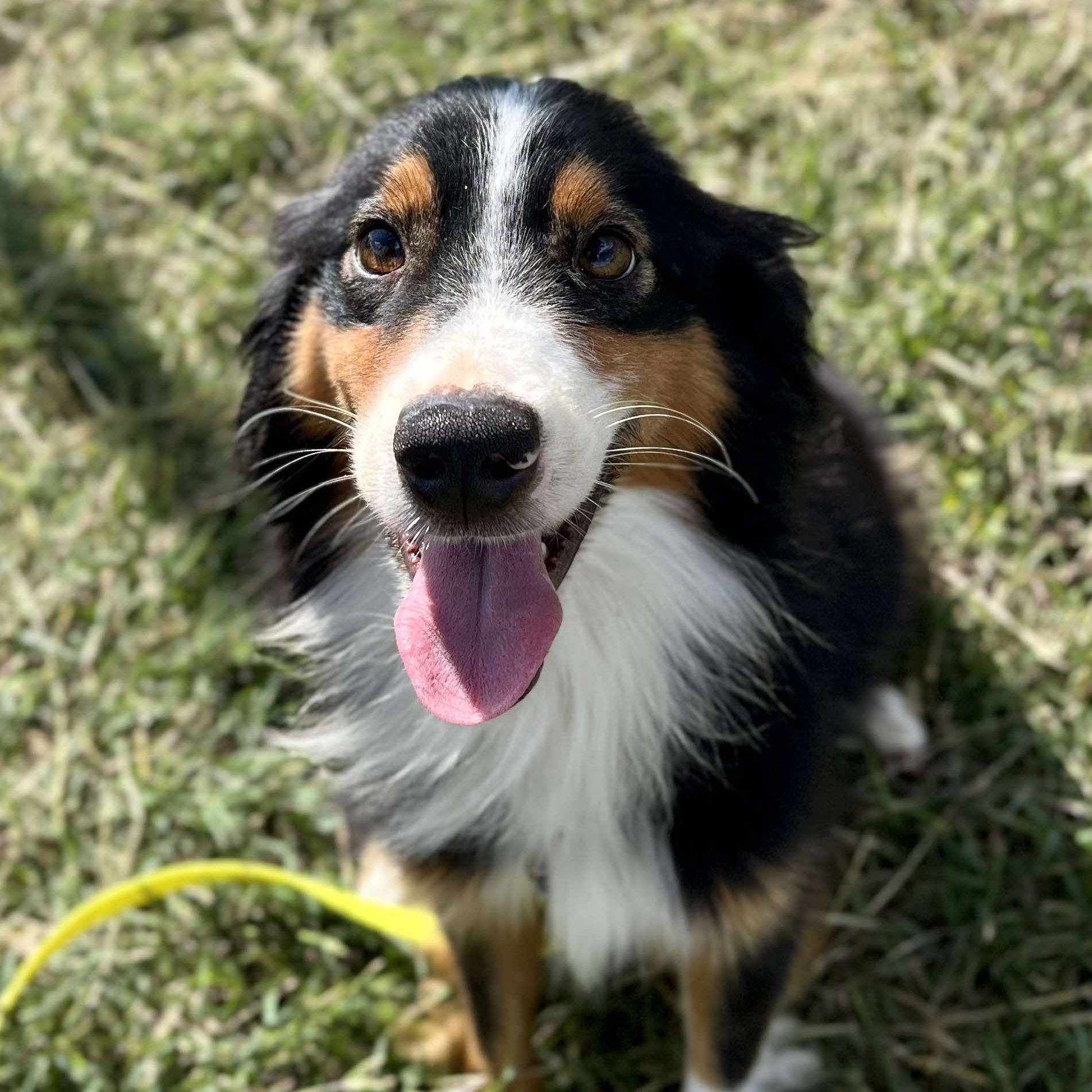 Dog for adoption Tatum, an Australian Shepherd in Albany, NY Petfinder