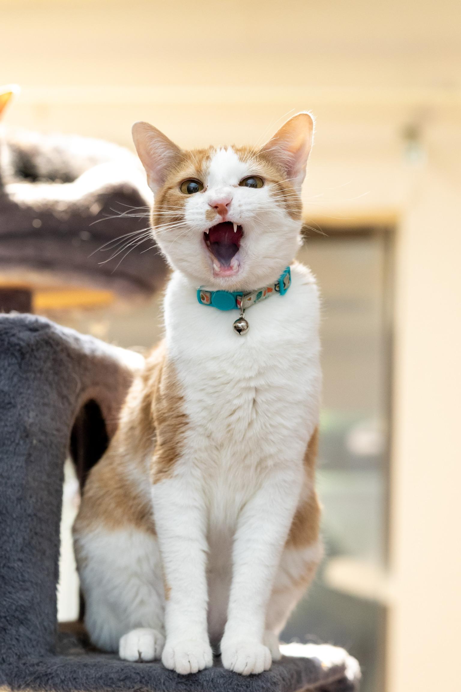 Enlarge Whiskers, a Adoptable American Shorthair in Plano, TX image 4/5