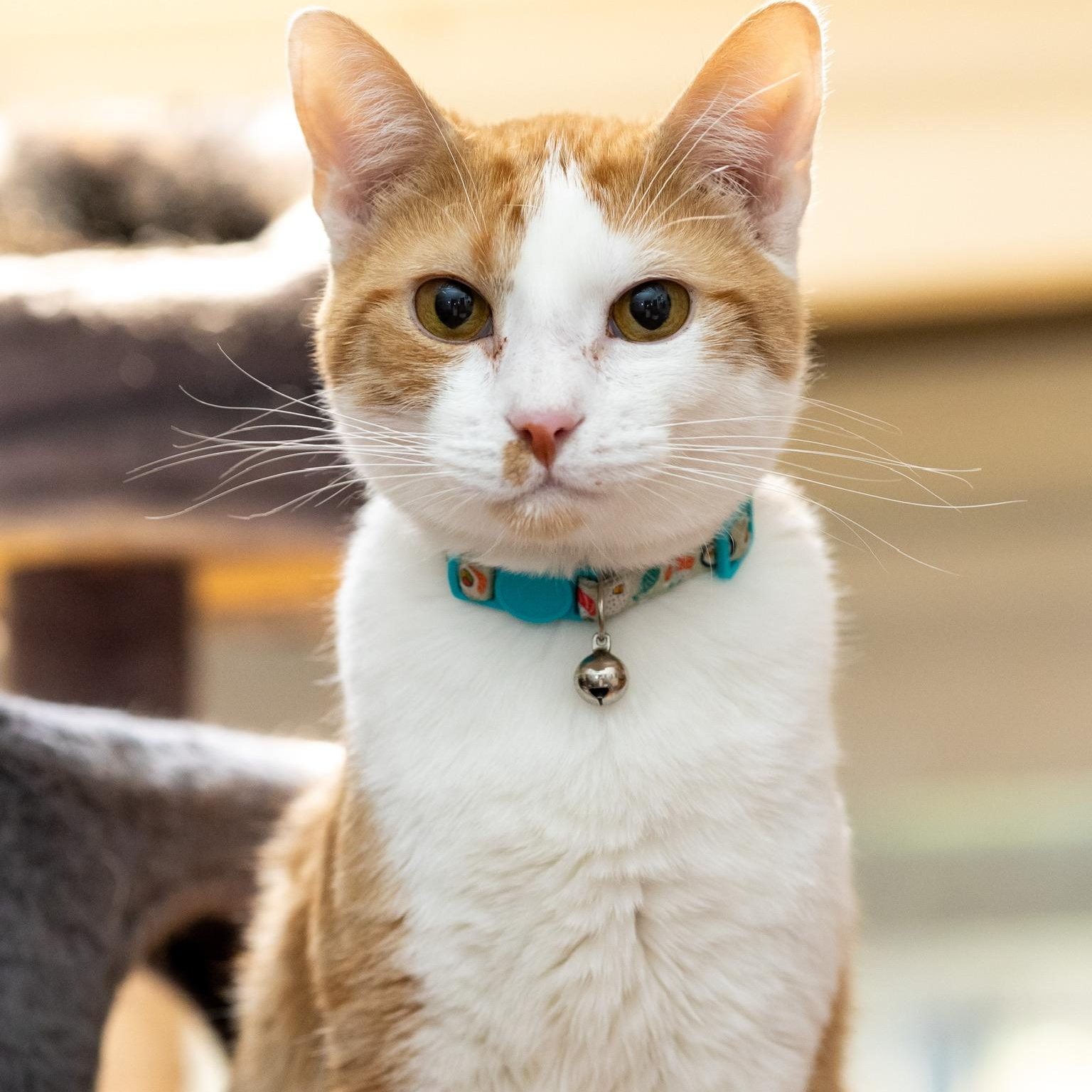 Whiskers, Adoptable, Young Male American Shorthair.