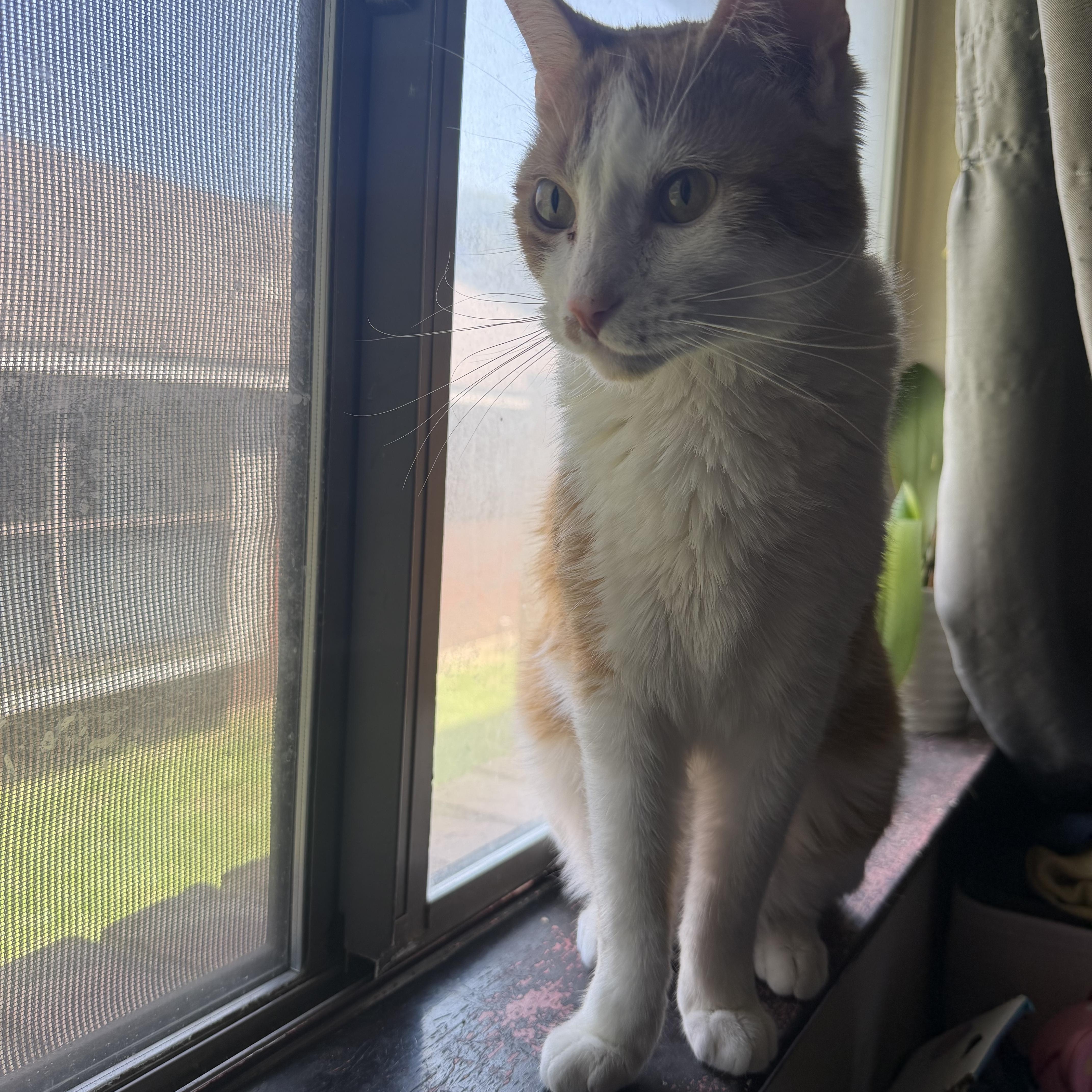 Whiskers, Adoptable, Adult Male American Shorthair.