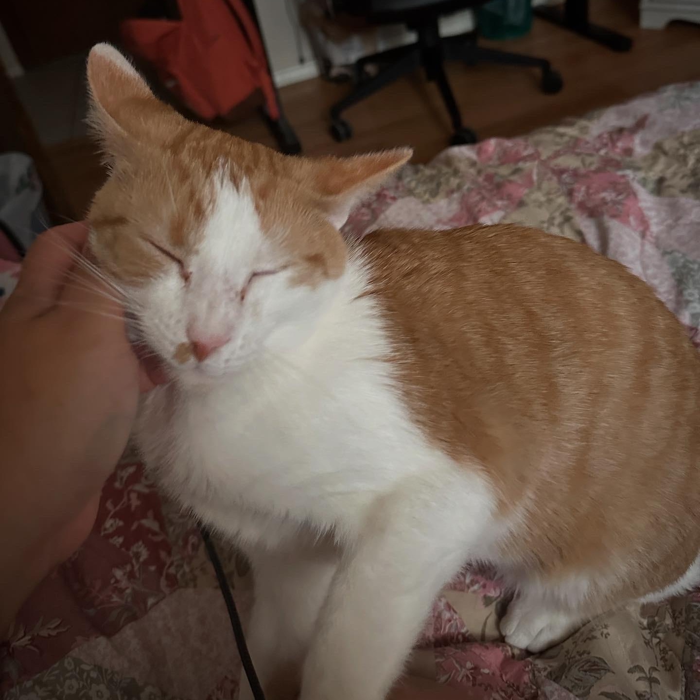 Enlarge Whiskers, a Adoptable American Shorthair in Plano, TX image 3/5